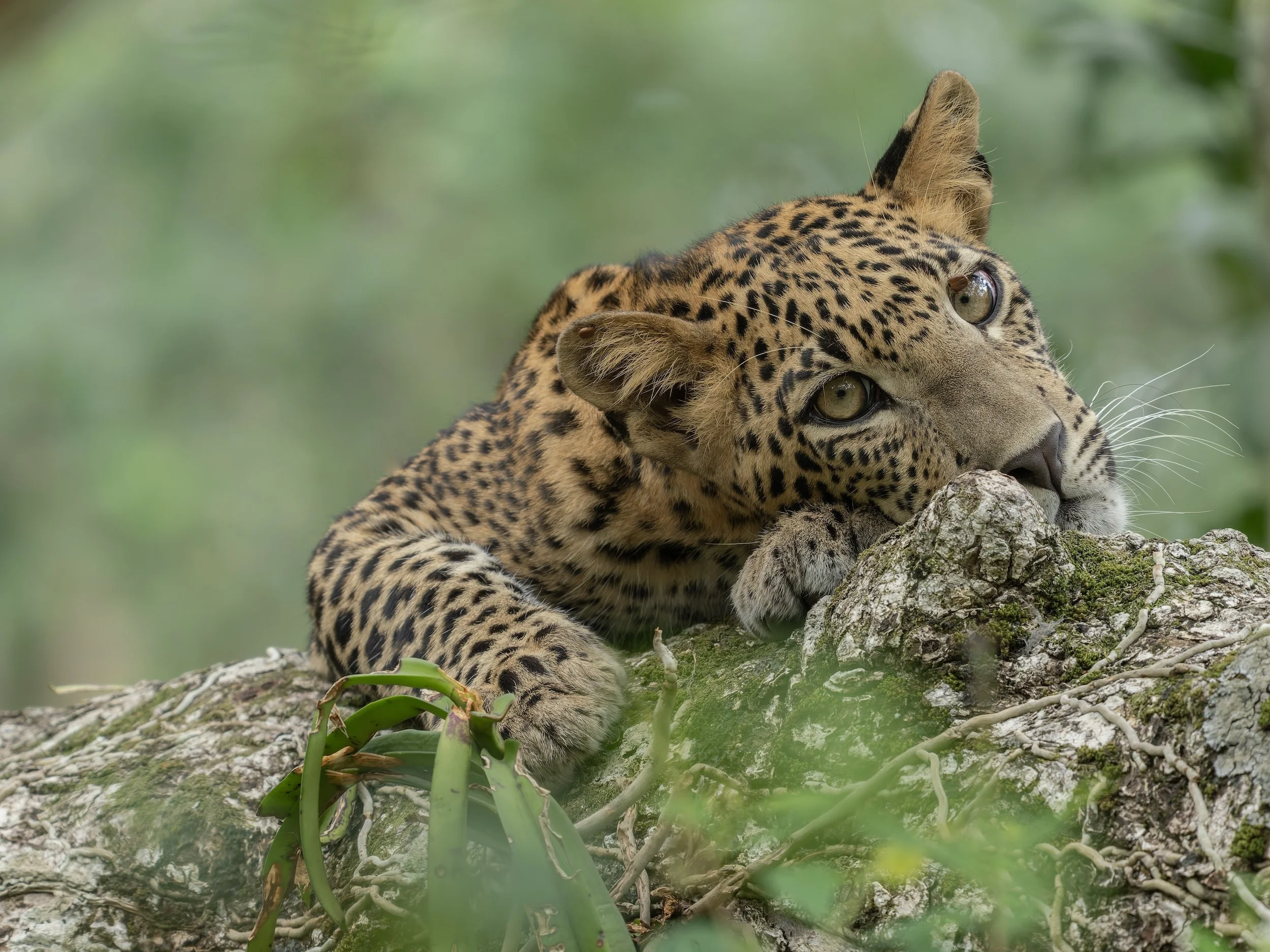 A leopard resting on a tree branch, surrounded by green leaves and blurred background.