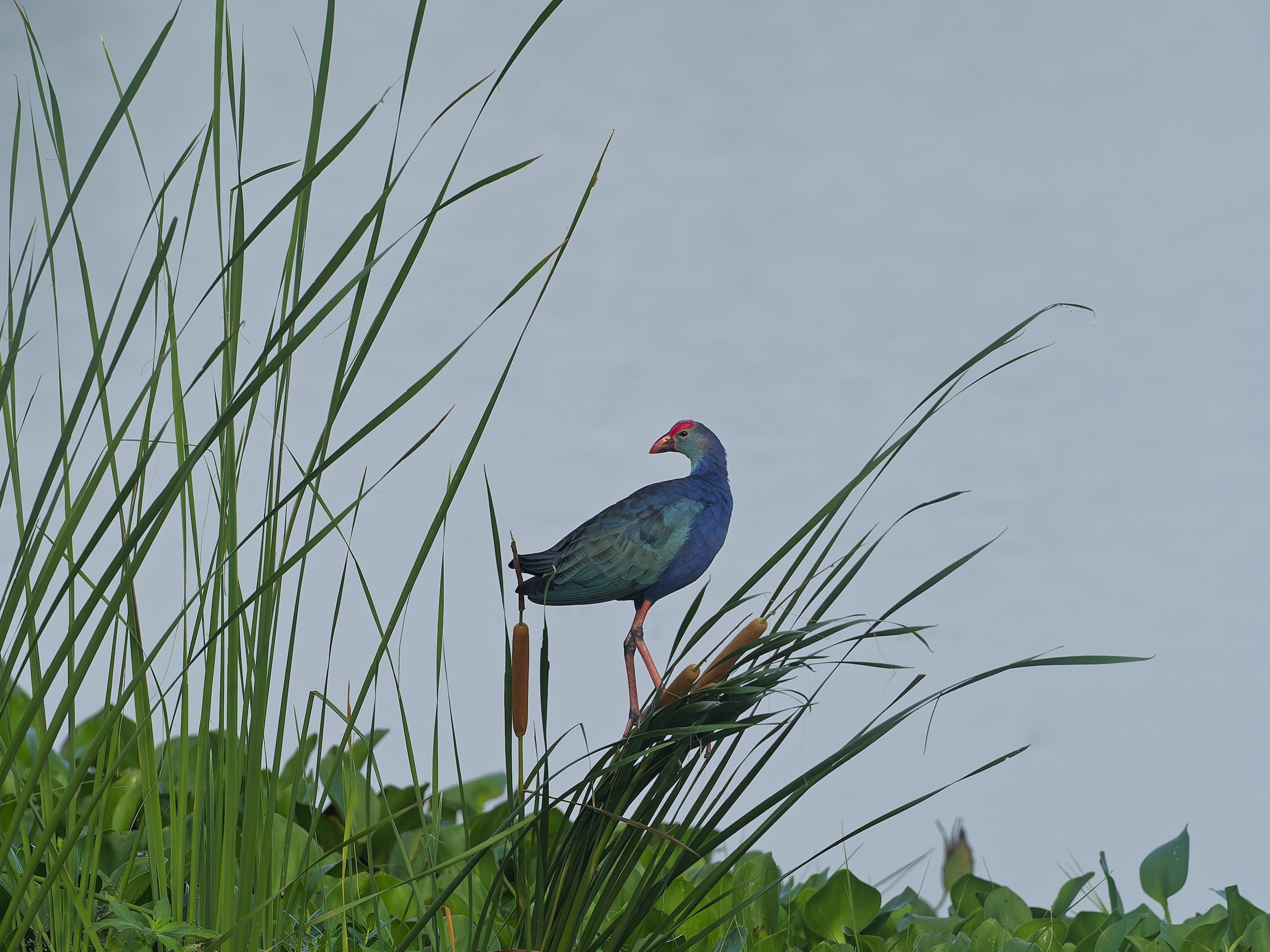 birds