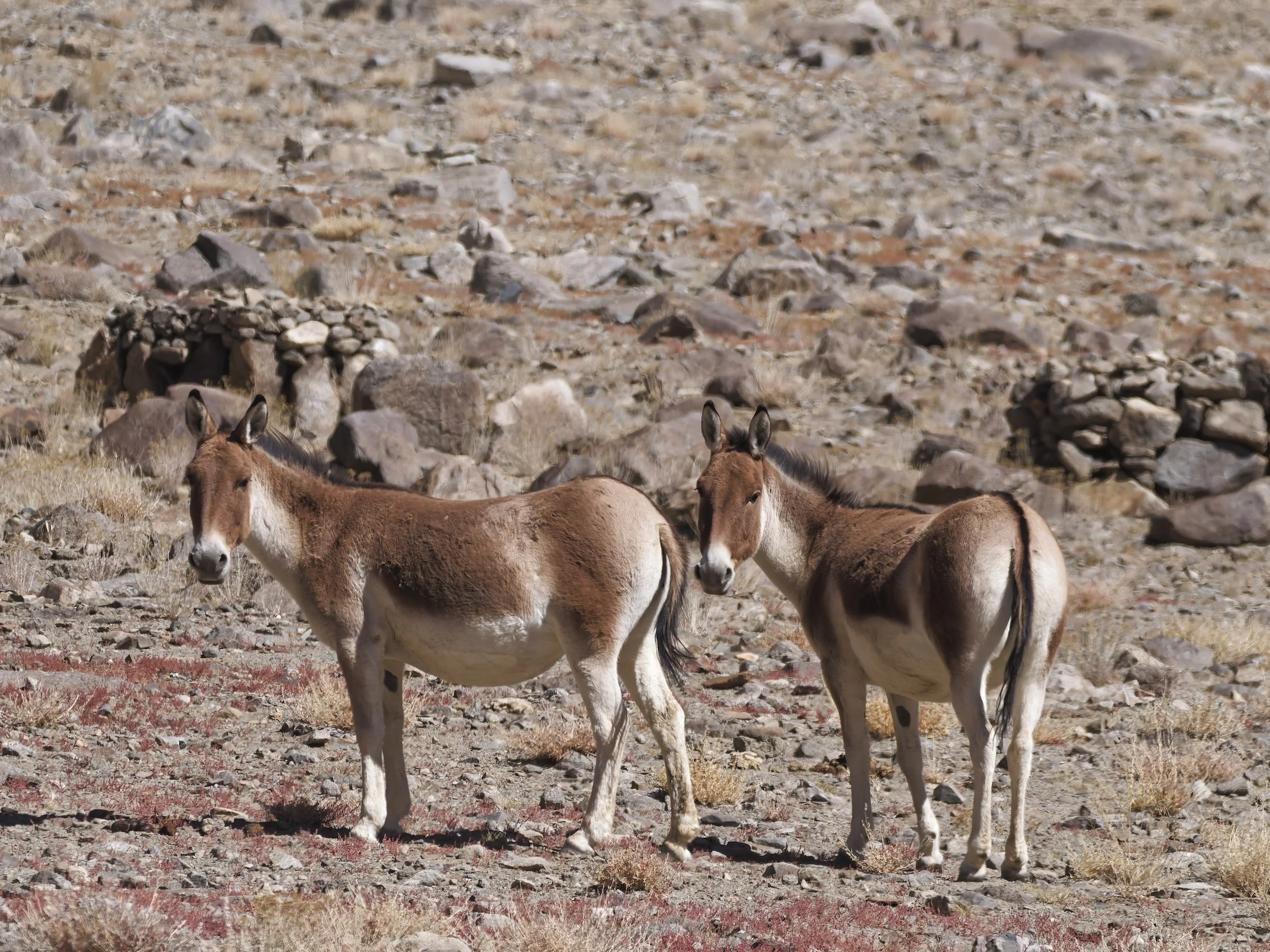 Wildlife
