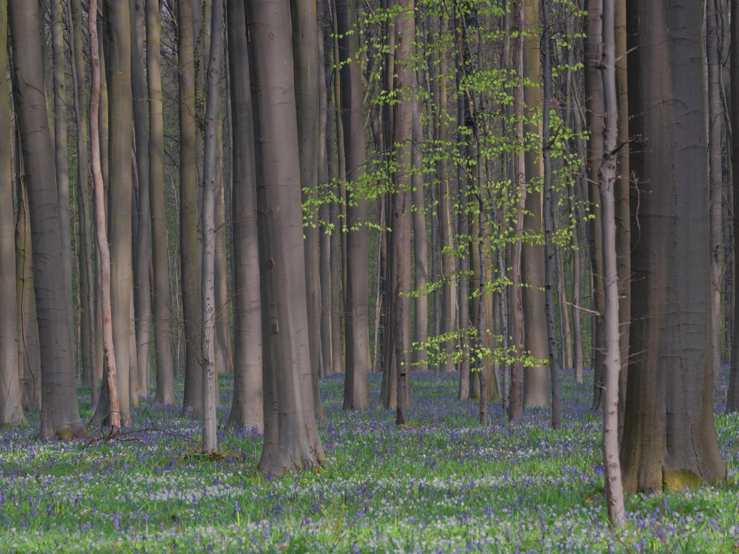 Halder bos