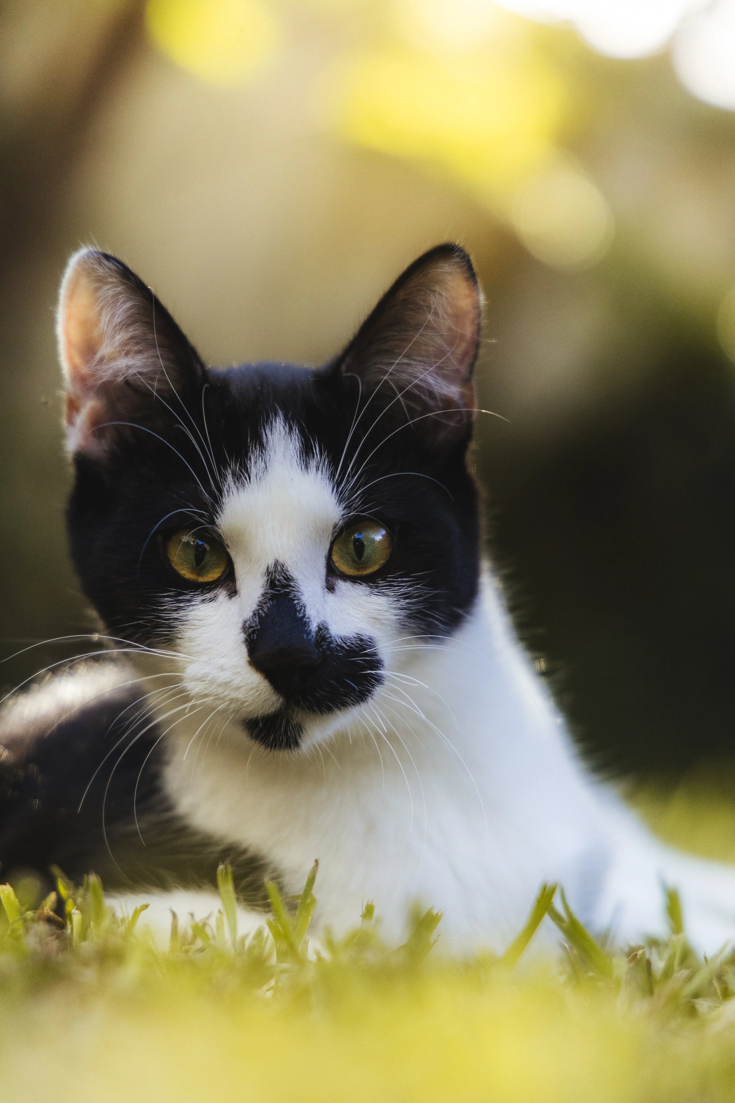 Close-up of a black and white cat with yellow eyes, sitting on grass with a blurred background of green and yellow lights.