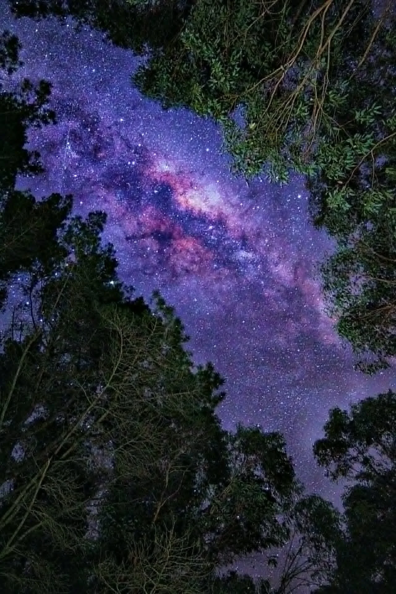 A view of the night sky with numerous stars and the Milky Way galaxy visible through gaps in the trees and foliage.
