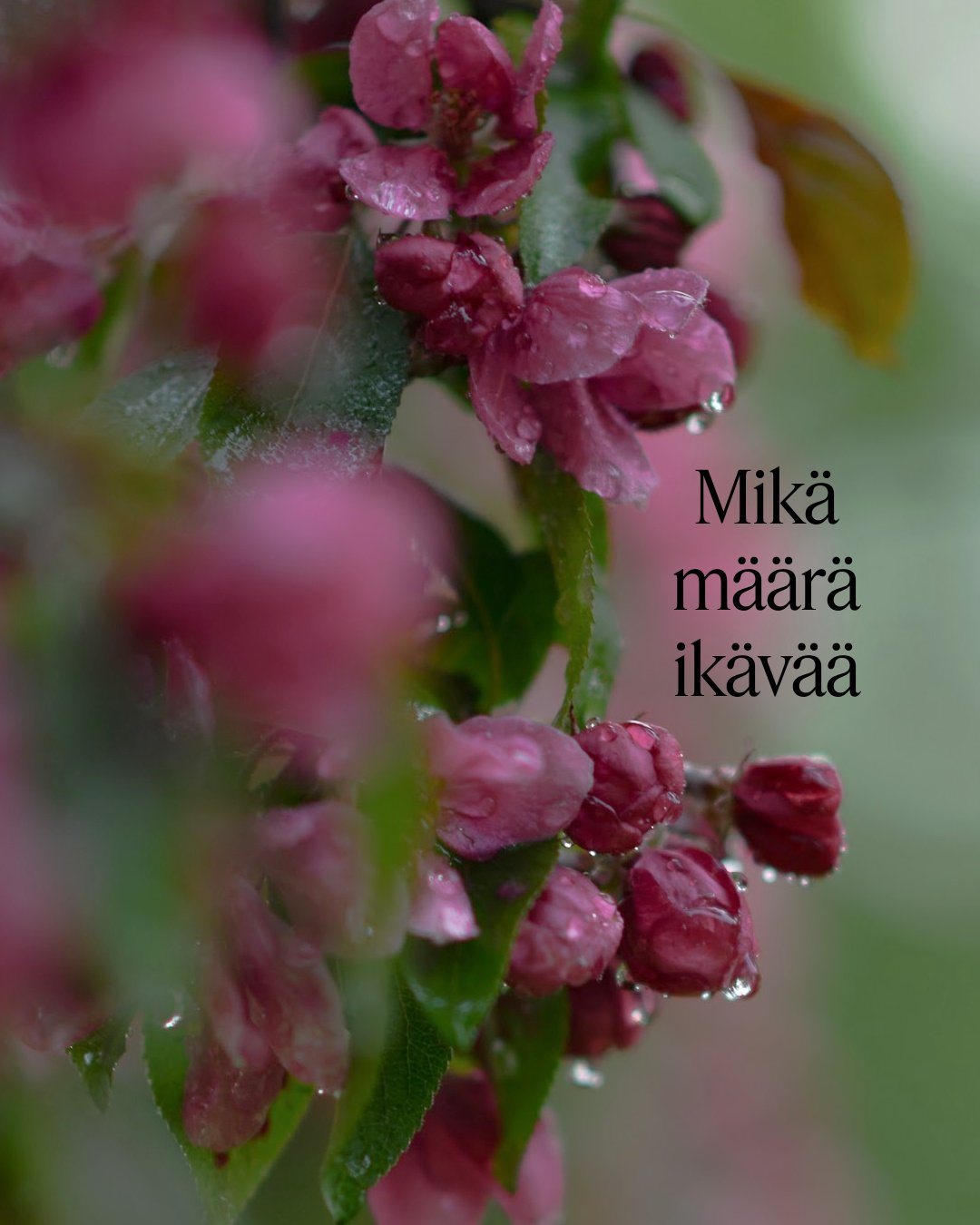 💙 Siell&auml; kaukana jossain
&auml;itien pieni&auml; murusia
isien omia enkeleit&auml; 
siskojen kaivattuja siskoja
veljien kadonneita velji&auml;

🖤 Mik&auml; m&auml;&auml;r&auml; surua
painaa sen &auml;idin syd&auml;nt&auml;
joka kantoi lasta si