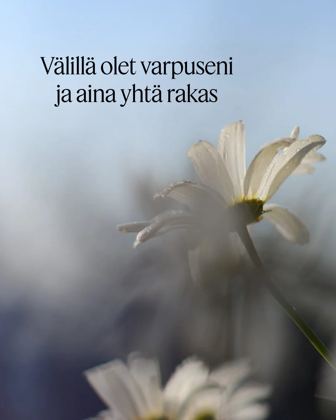 💙 Pikkusiivet v&auml;risten
katseellasi etsien.

P&auml;&auml;si k&auml;&auml;ntyy, 
pieni pelk&auml;&auml;, 
etsii turvan tuttua selk&auml;&auml;.

Lento lyhyt, h&auml;t&auml;inen
varpu kulta suloinen.

V&auml;lill&auml; olet varpuseni
ja aina yht&