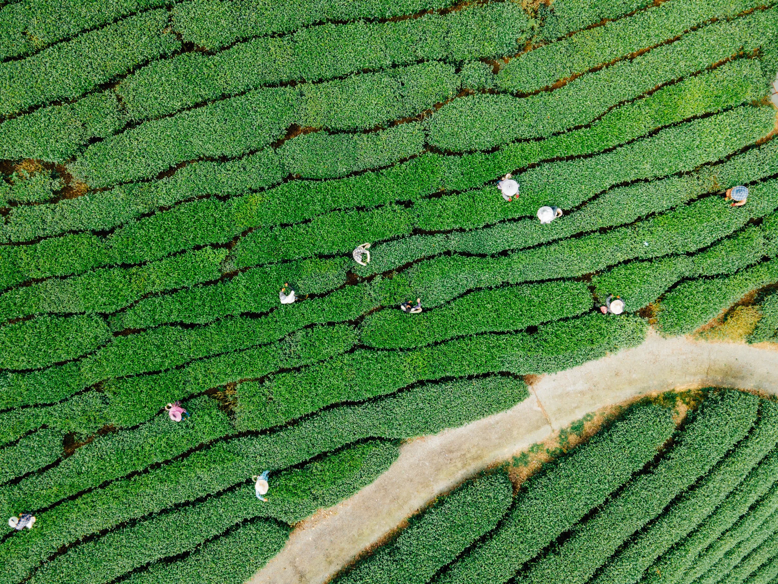 An aerial view of a tea plantation with rows of lush green tea plants and workers walking between the rows, some wearing hats and carrying baskets.