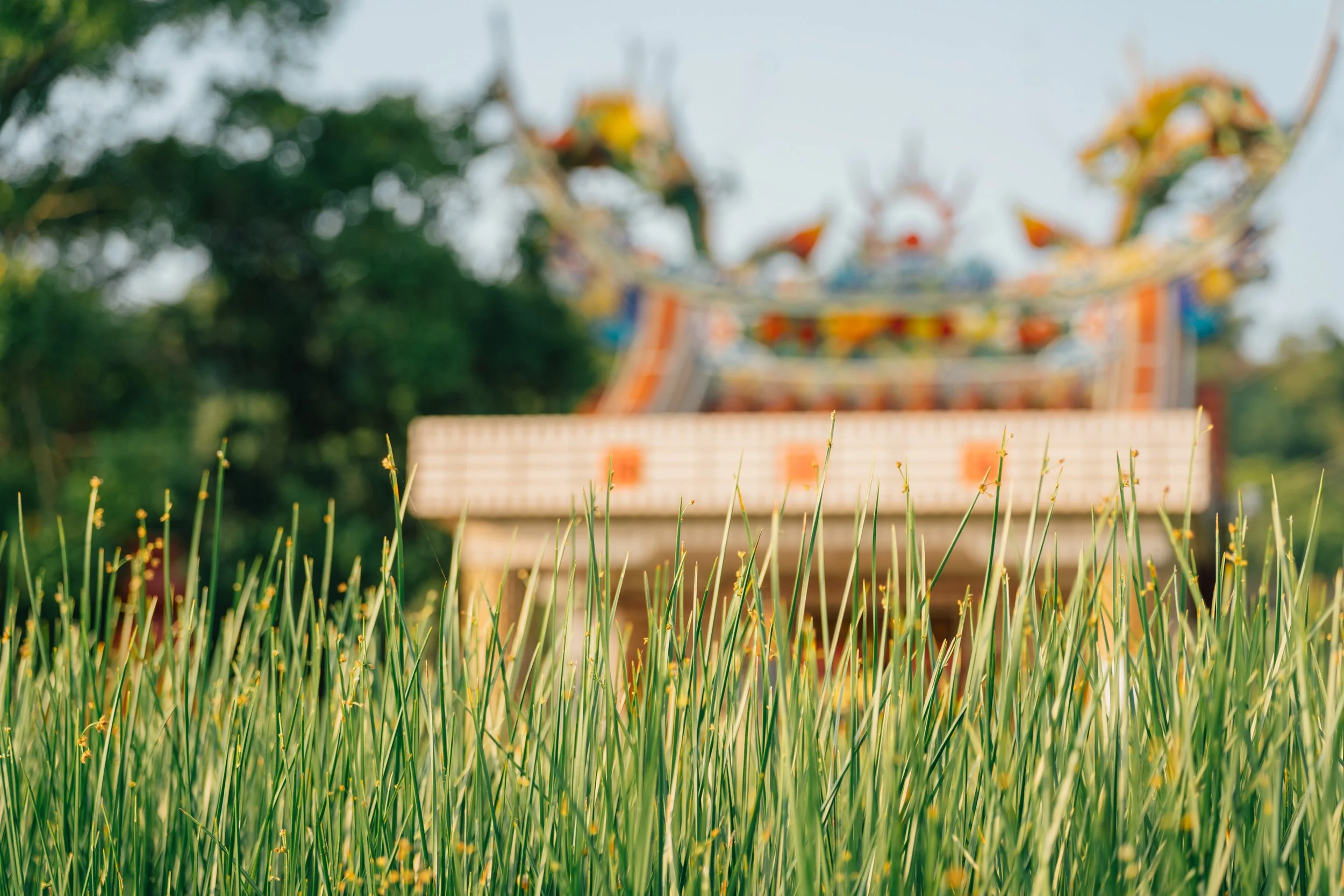 Blurred colorful carnival or amusement park ride in the background with green grass in the foreground.