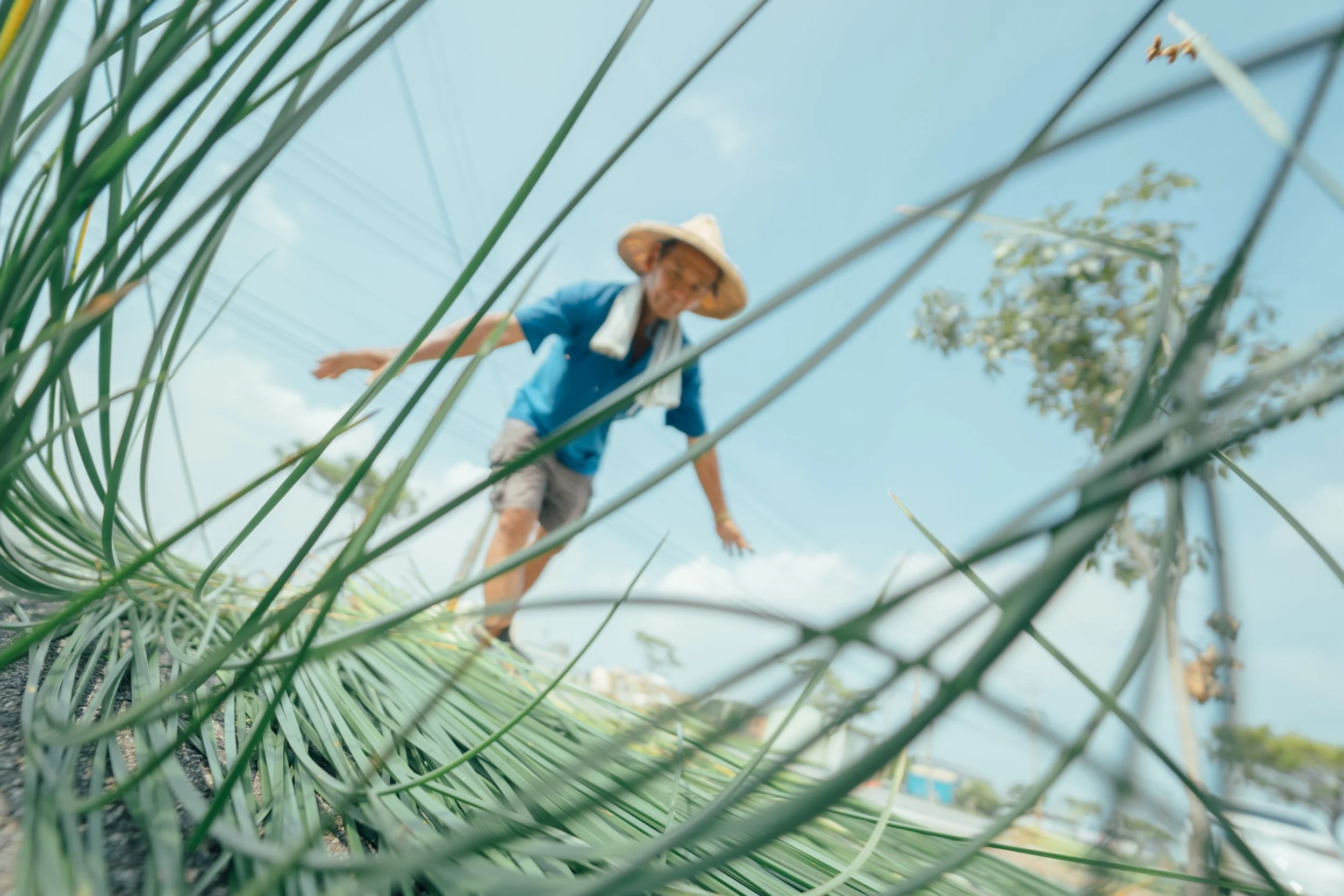 A person wearing a wide-brimmed hat and blue shirt is working in a field of tall green plants under a partly cloudy sky.