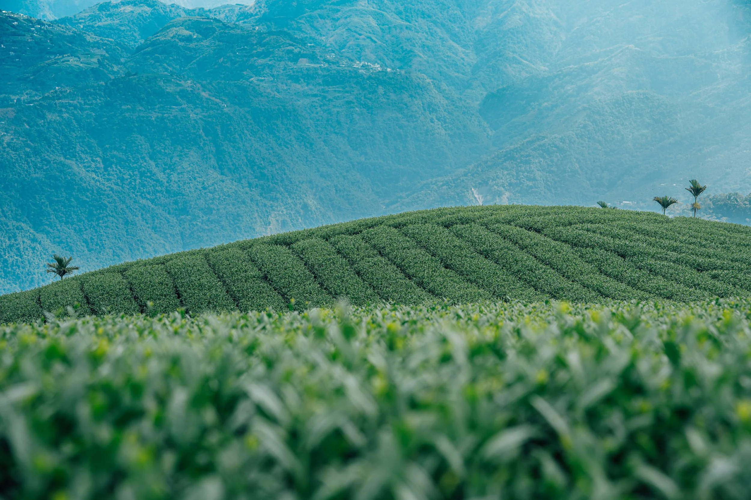 Lush green tea plantation on rolling hills with a mountain range in the background under a light blue sky.