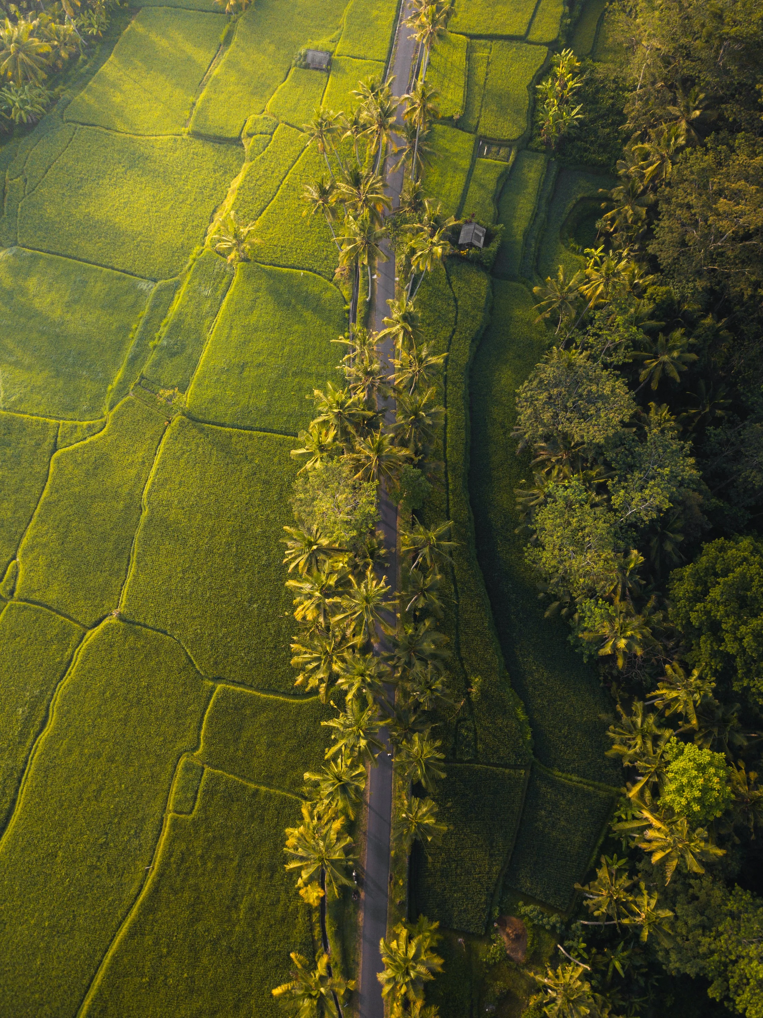 Aerial view of lush green rice paddies bordered by rows of coconut trees, with a narrow road running through the center.