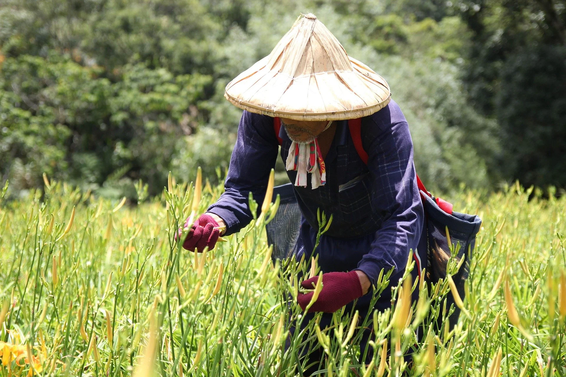 A person wearing a conical hat and purple clothing is harvesting or tending to yellow flowers in a field, with a background of green trees.