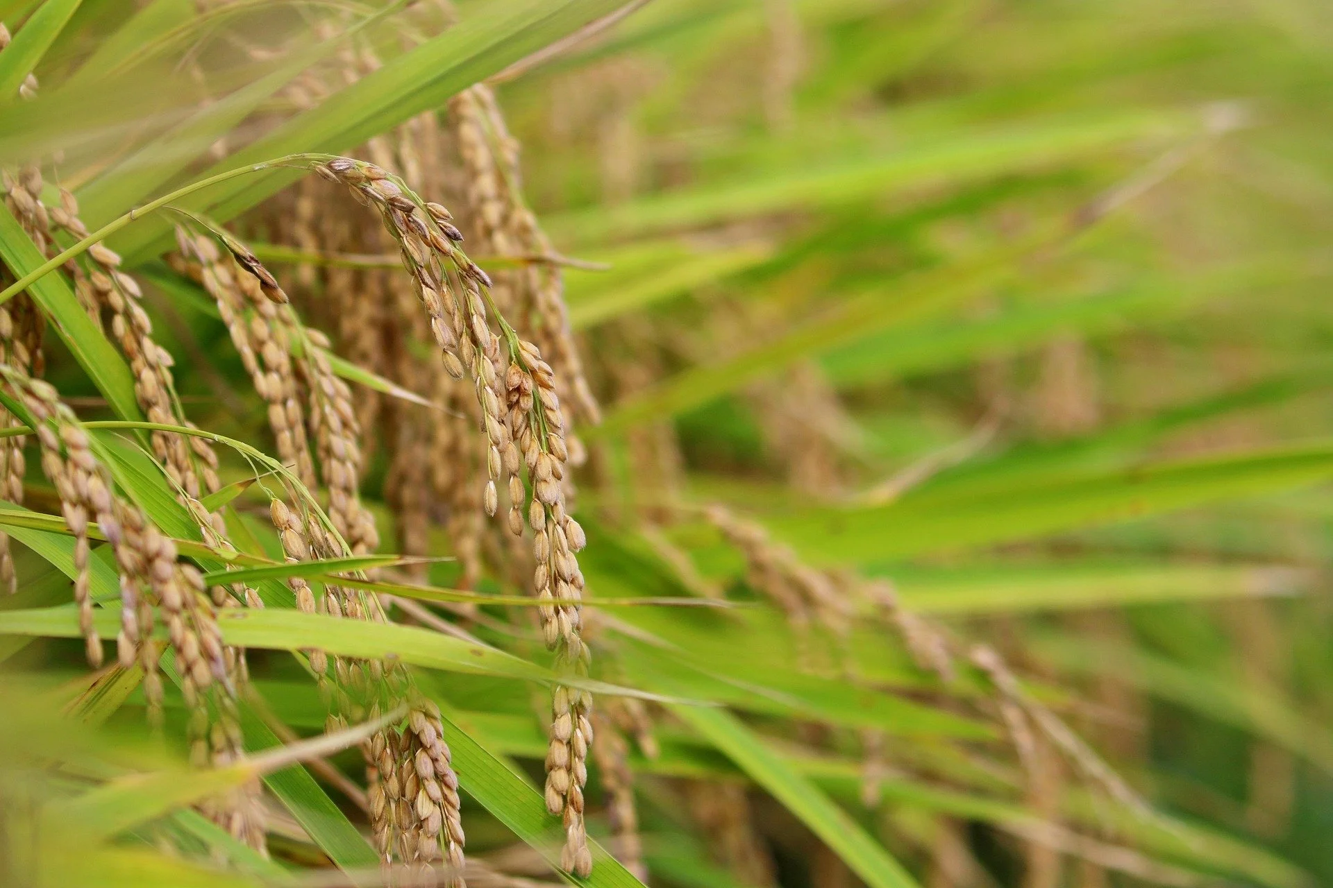 Close-up of rice plants with ripening grains hanging from green stalks in a rice field.