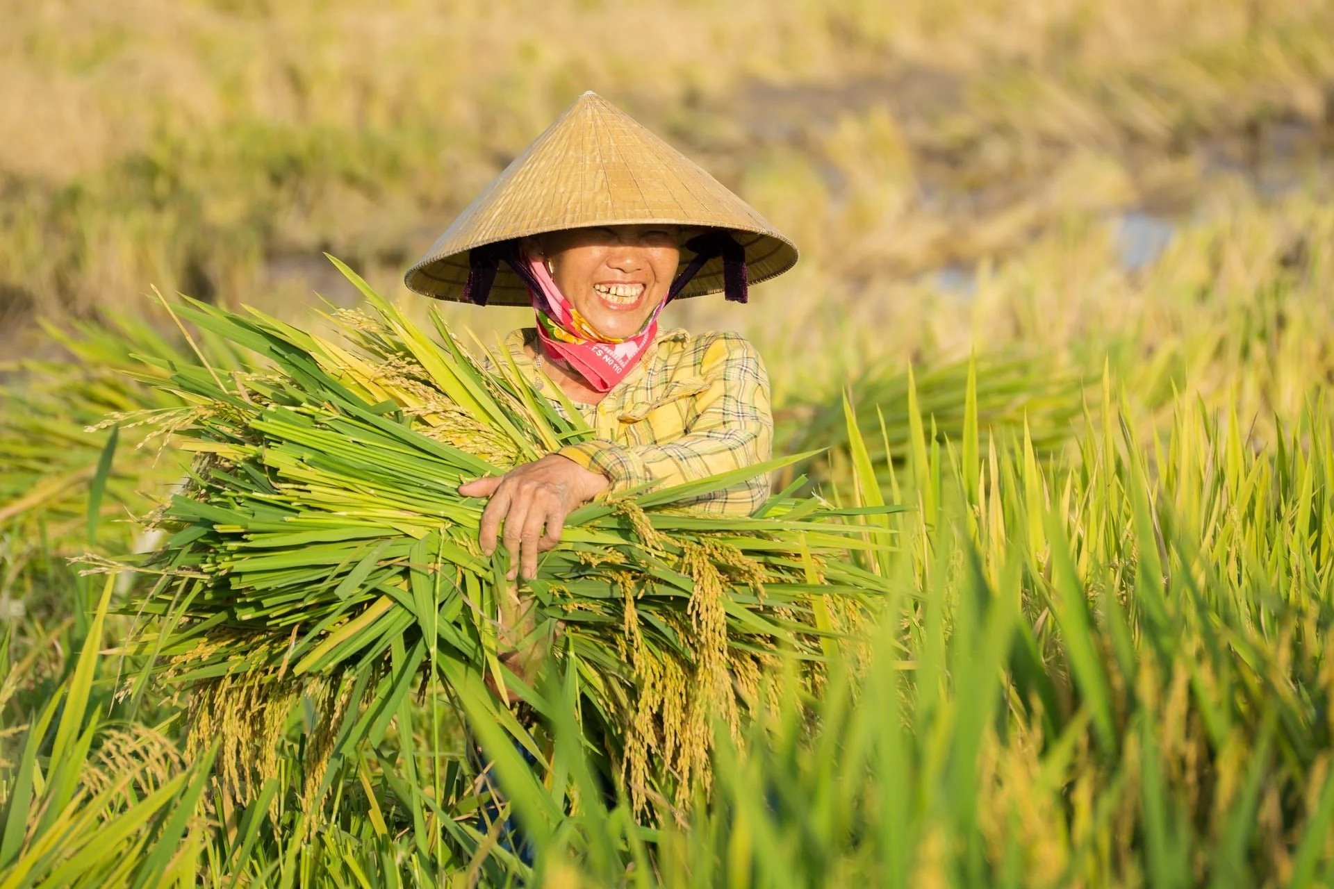 A woman wearing a traditional conical hat and a plaid shirt is smiling while harvesting rice in a lush green field.