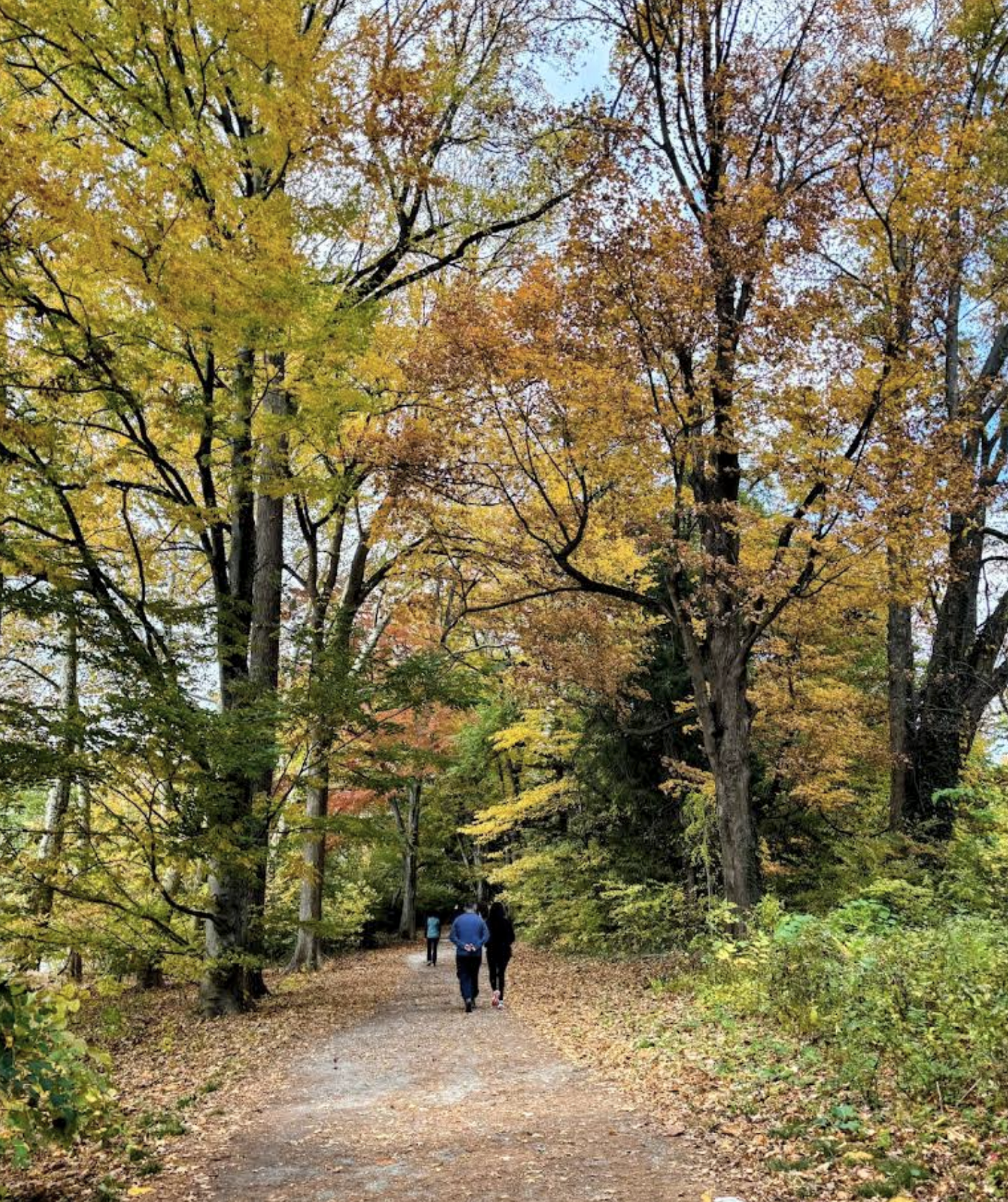 People walking on a tree-lined path during autumn with colorful fall foliage.