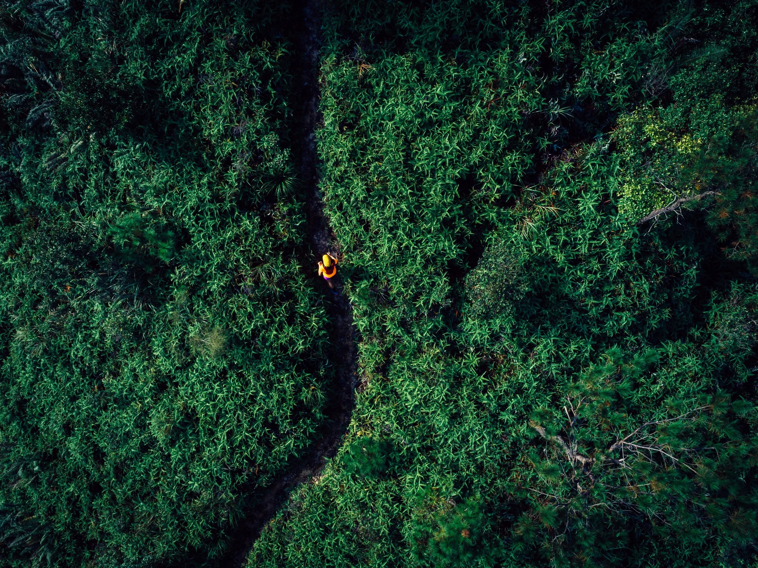 Aerial view of a person walking on a trail through dense green forest.