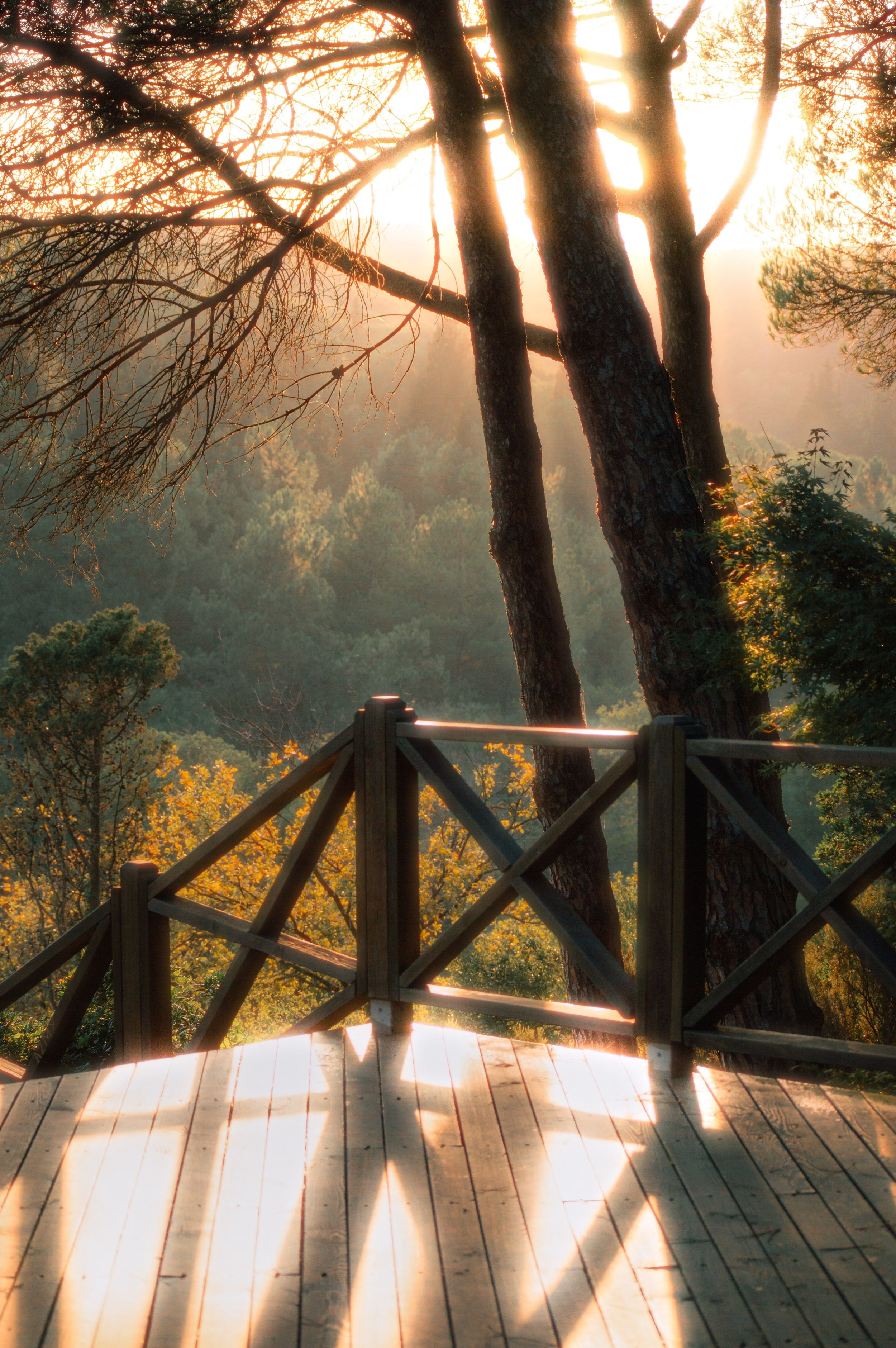 Forest and nature immersion