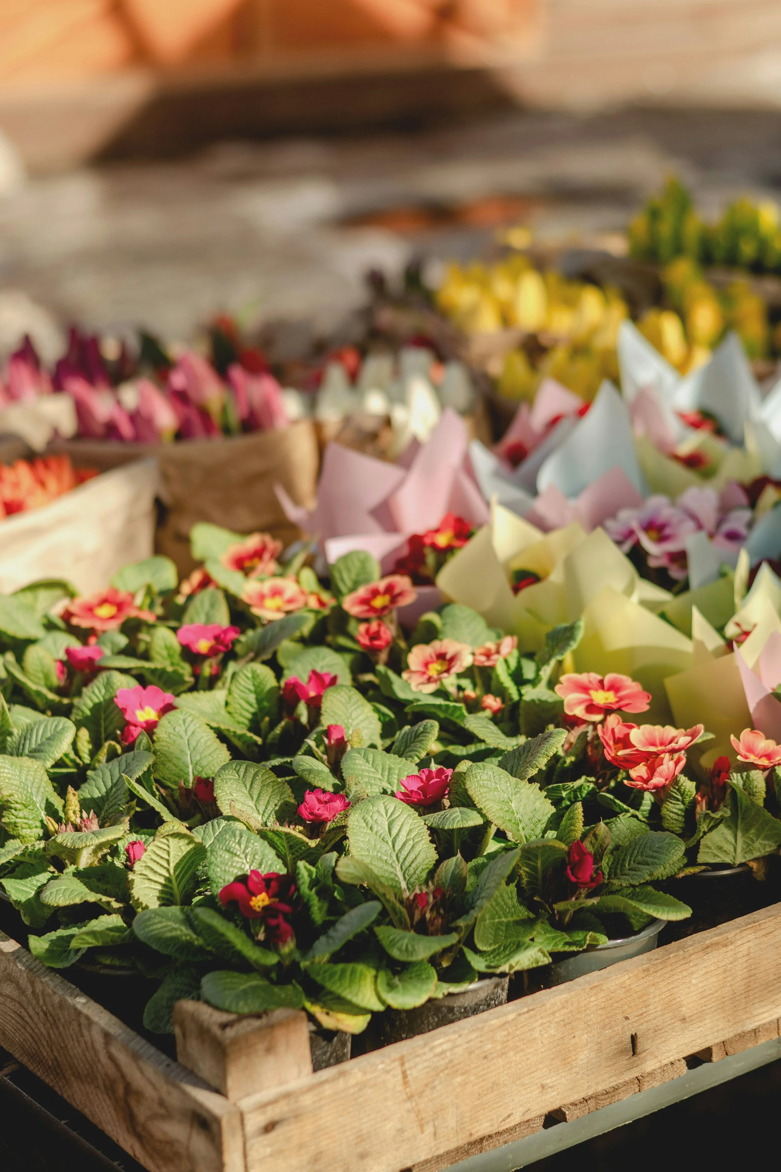 Potted flowering plants with pink and red flowers in a wooden crate at a garden center.