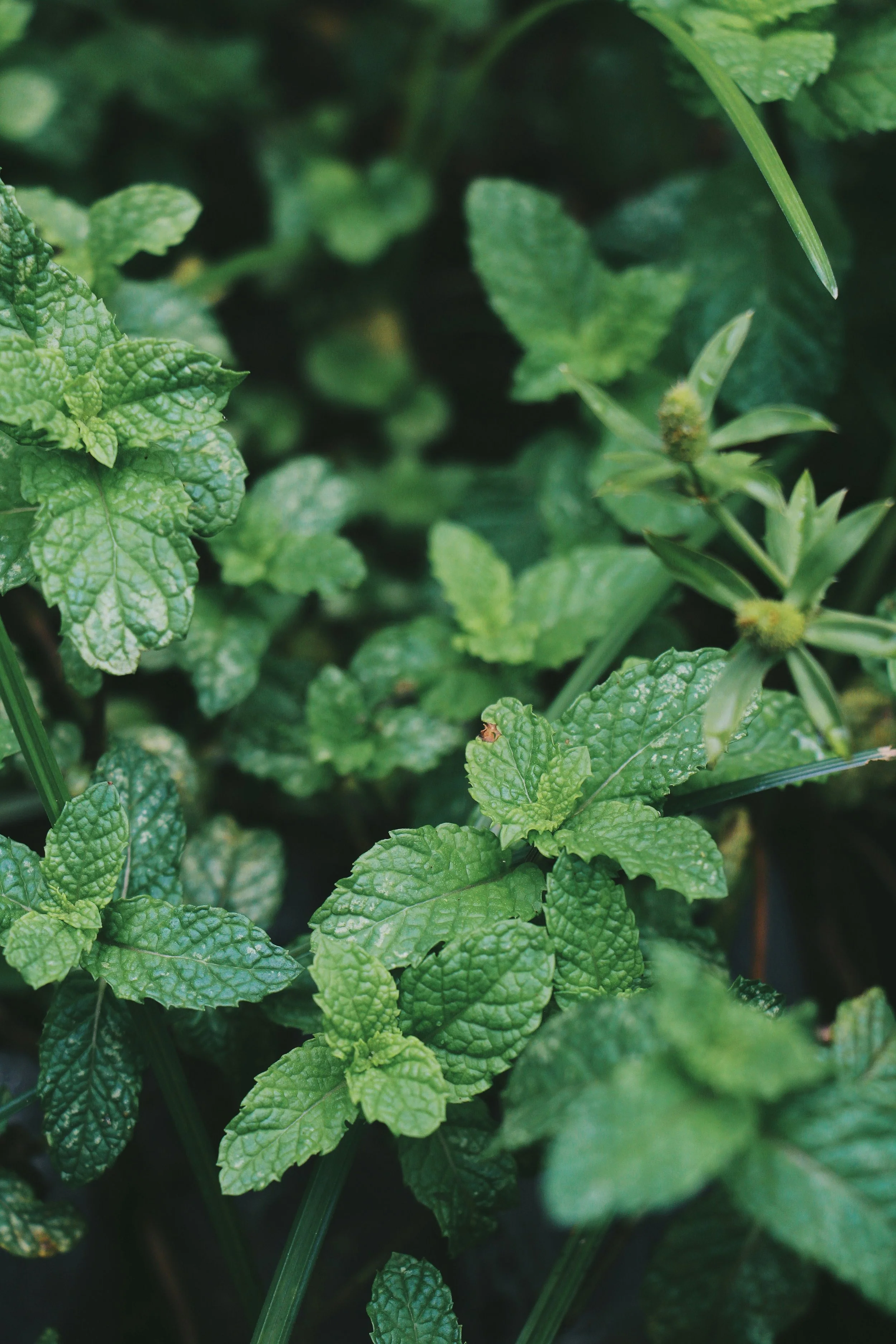 Close-up of green mint leaves with textured surfaces.