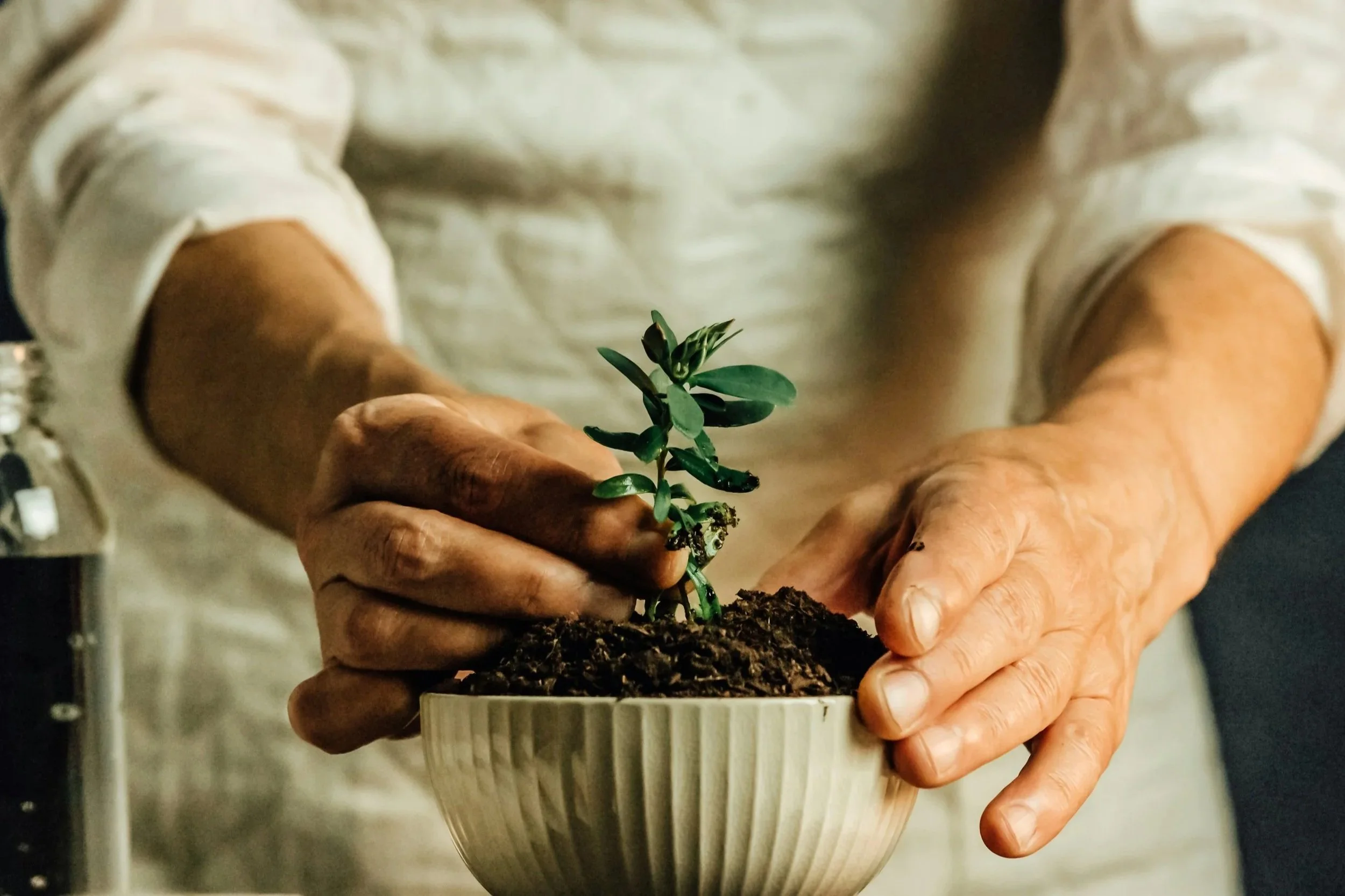 Close-up of an older person’s hands planting a small green plant in a white ceramic pot filled with soil.