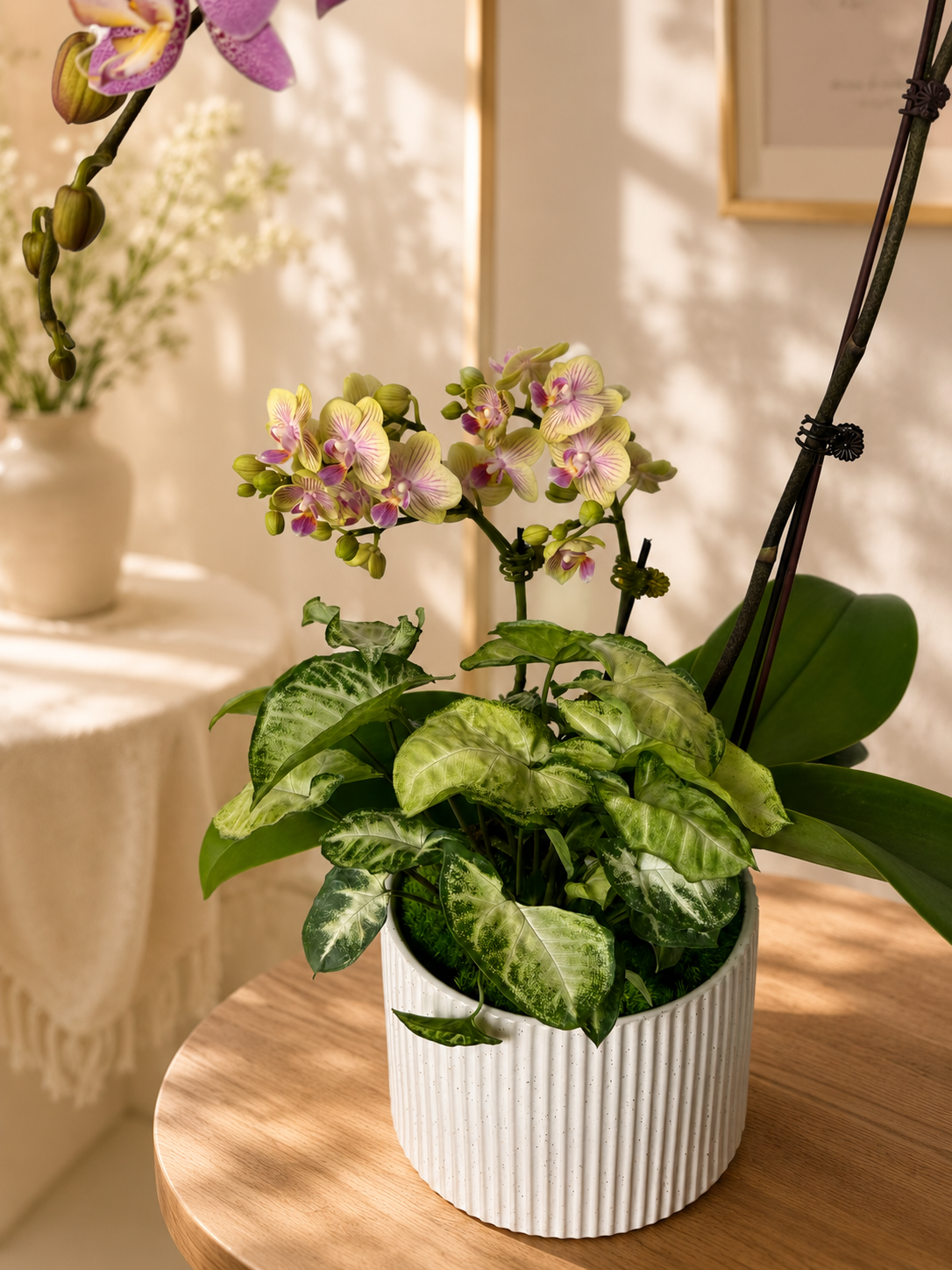 Lavender Grace Phalaenopsis G2.png