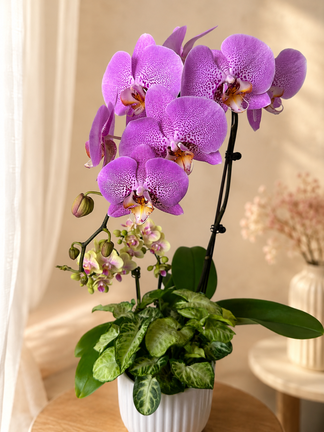 Lavender Grace Phalaenopsis G1.png