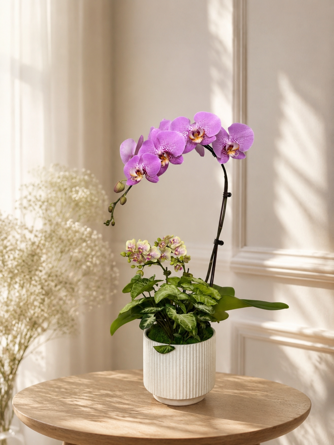 Lavender Grace Phalaenopsis G.png