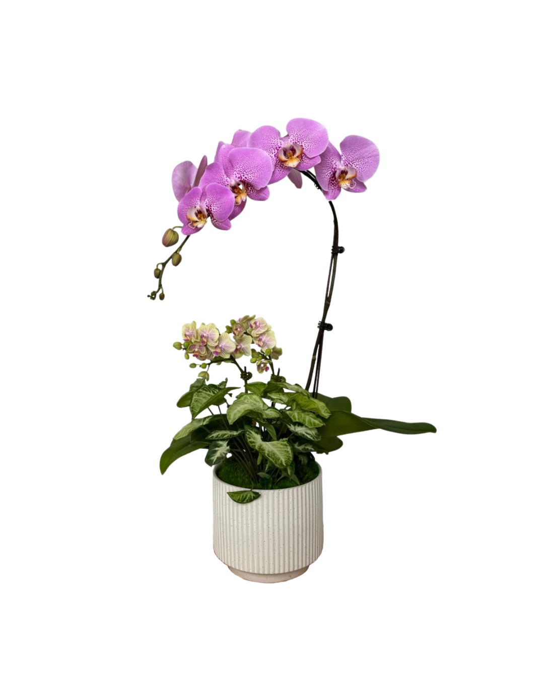 Lavender Grace Phalaenopsis WB.png