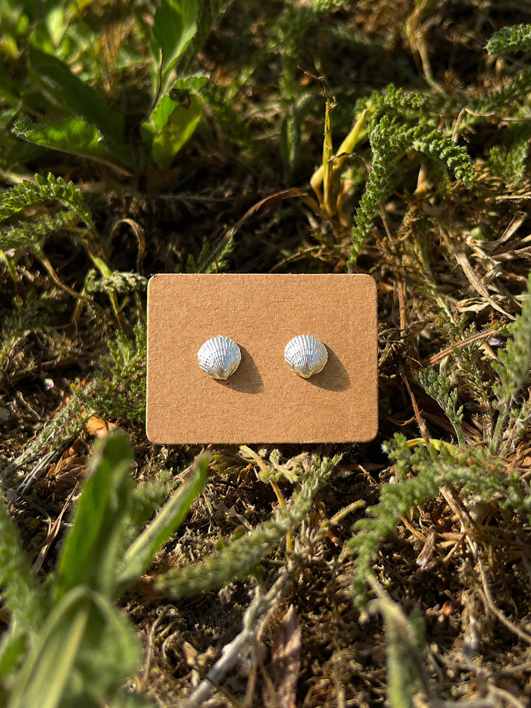 Norfolk Cockle Shell Stud Earrings