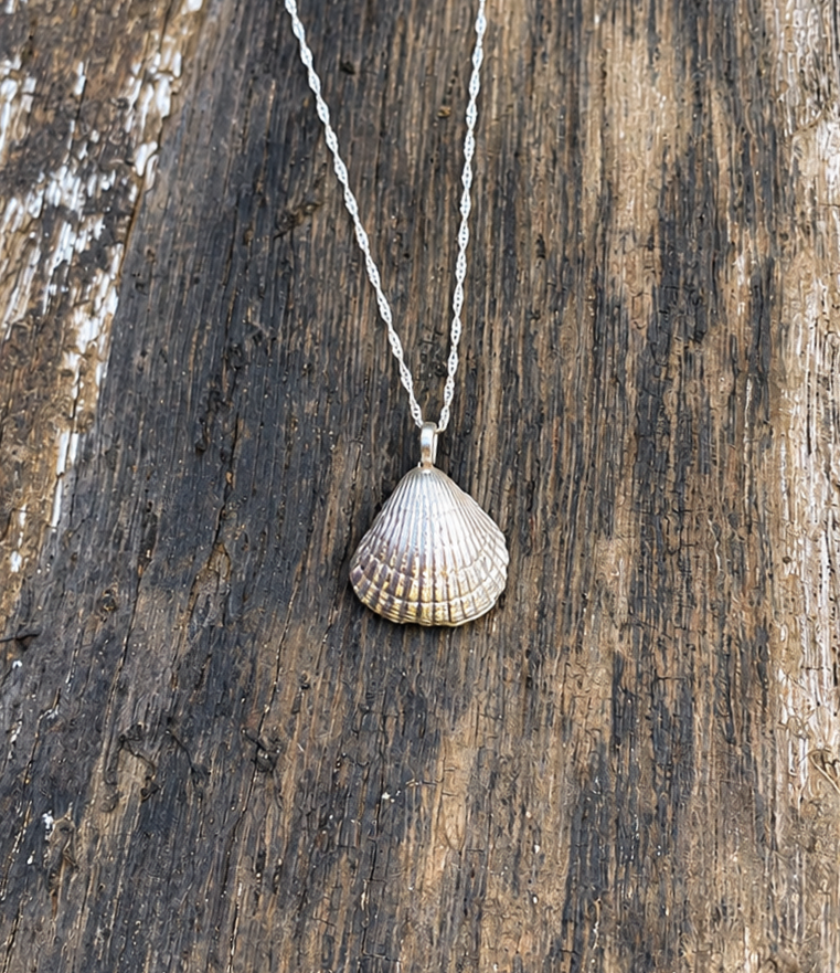 norfolk cockle shell on wooden block.png