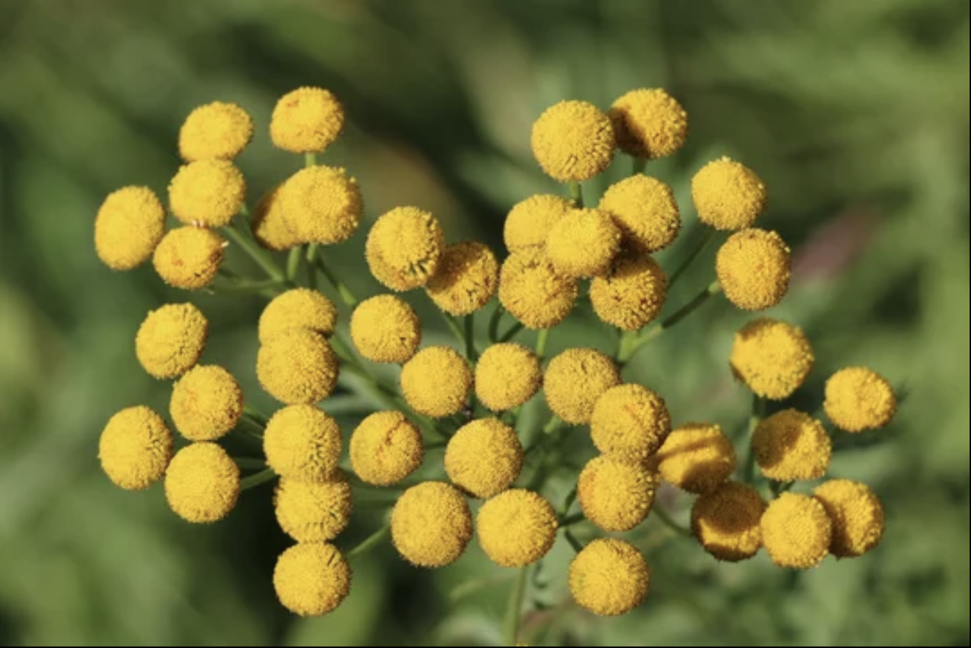 Blue tansy flowers, the plant behind the blue oil in The Bounce