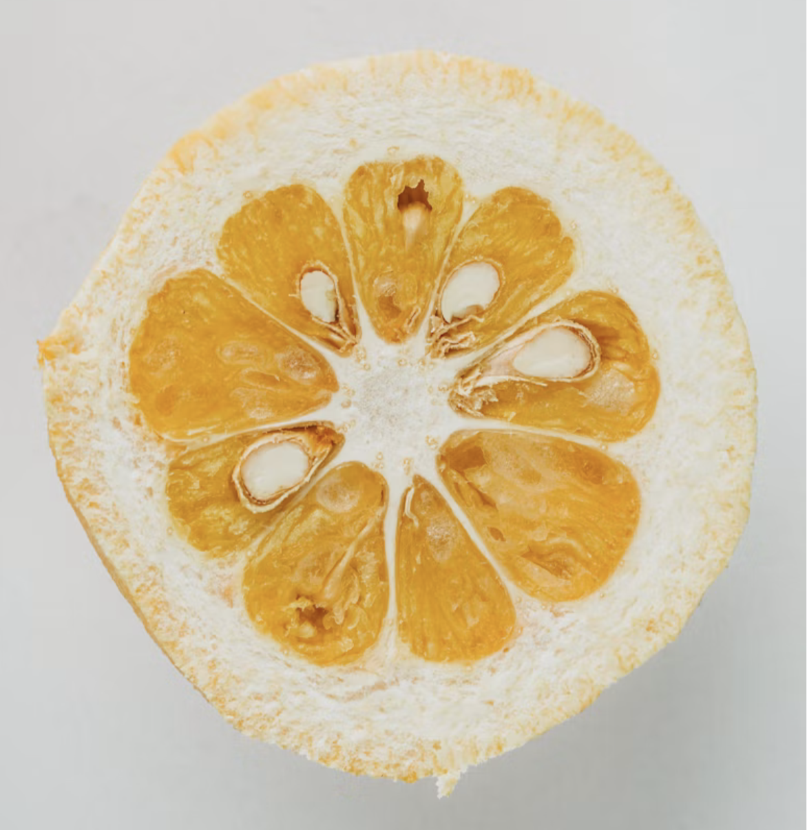 Cross-section of a yuzu fruit, the citrus in The Bounce