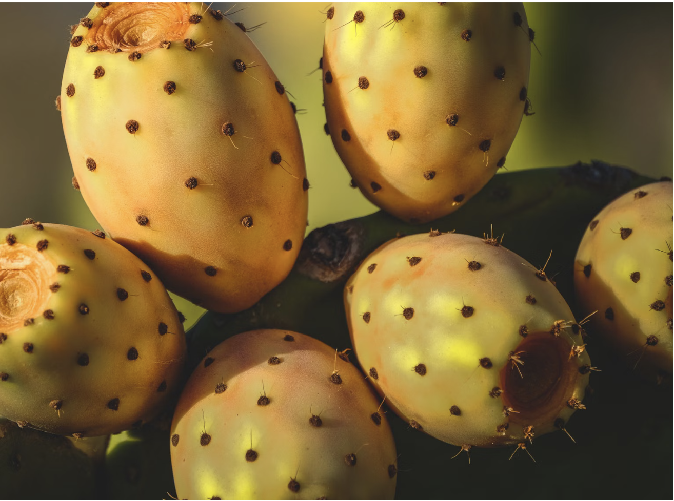 Close-up of ripe yellow prickly pear fruits on cactus with black spines.