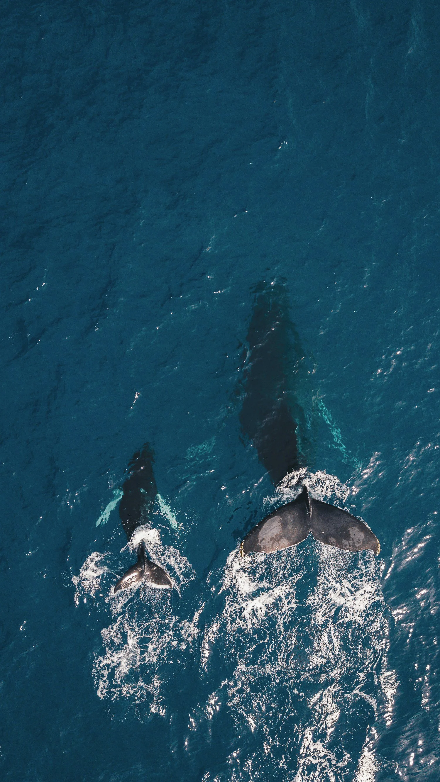 Dolphins swimming beneath the ocean surface, viewed from above.