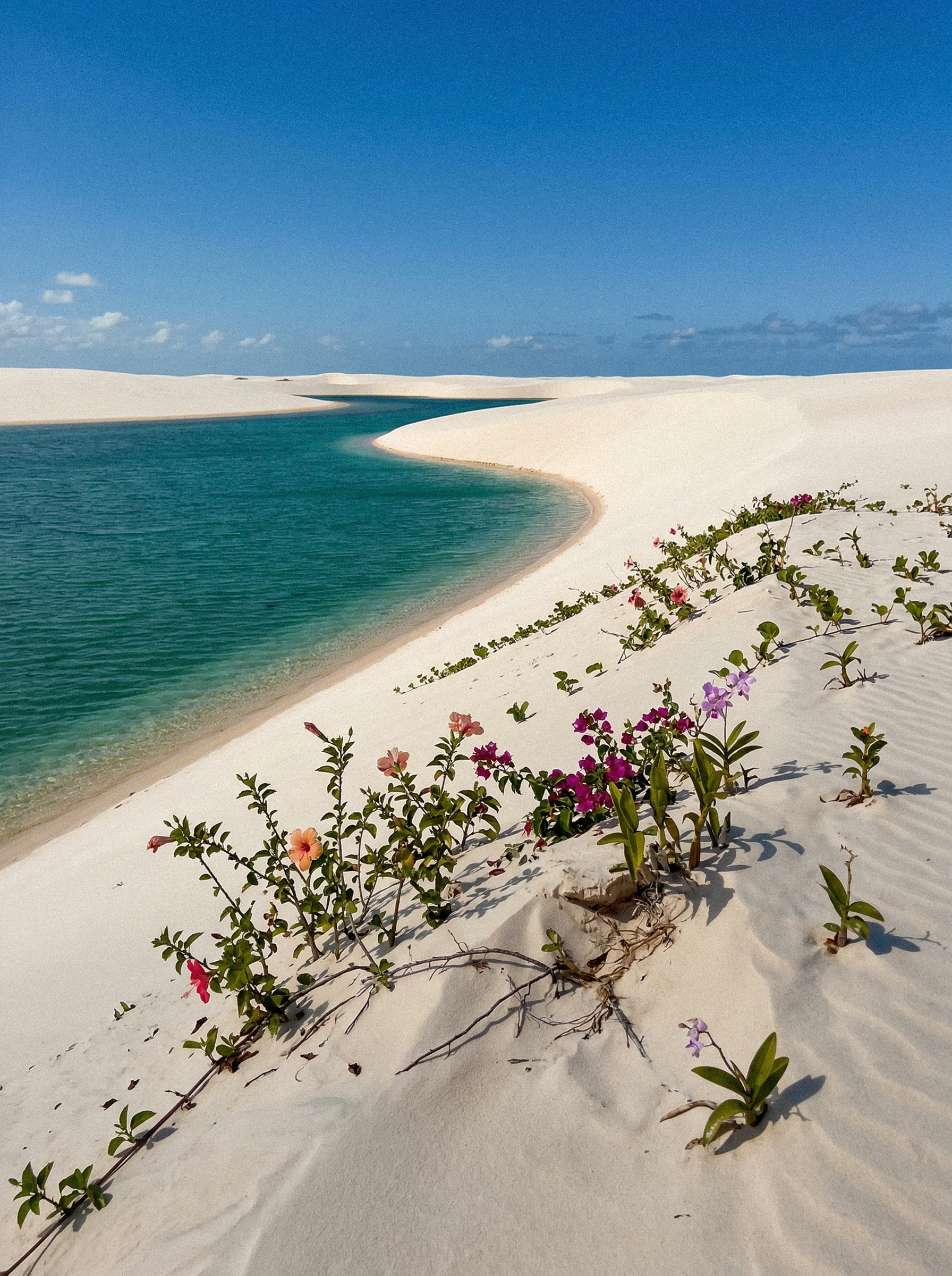 A desert landscape with white sand dunes, a narrow waterway, and sparse pink flowers and green plants in the foreground under a blue sky with some clouds.