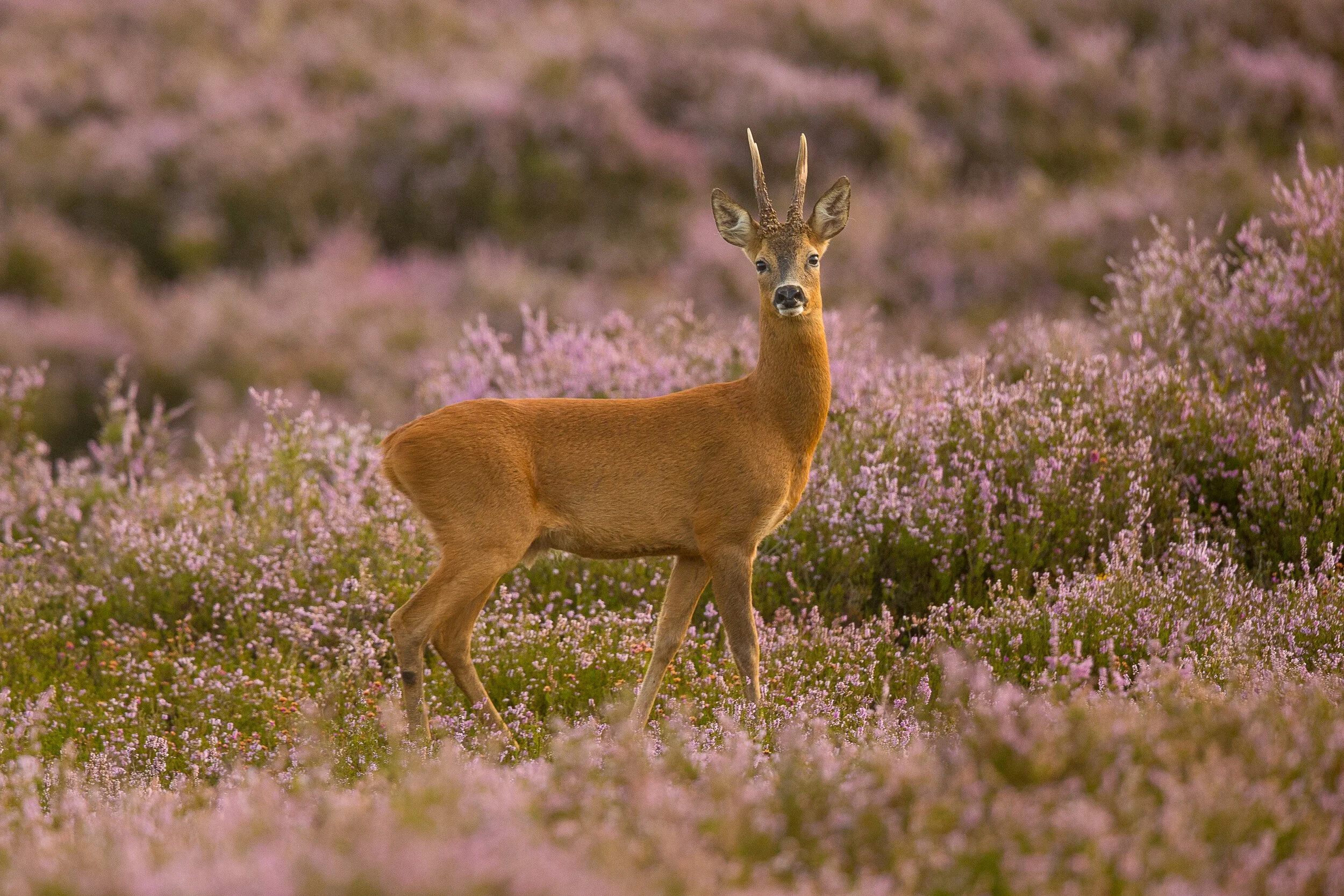 A young deer standing in a field of pink and purple flowers with a blurred background.