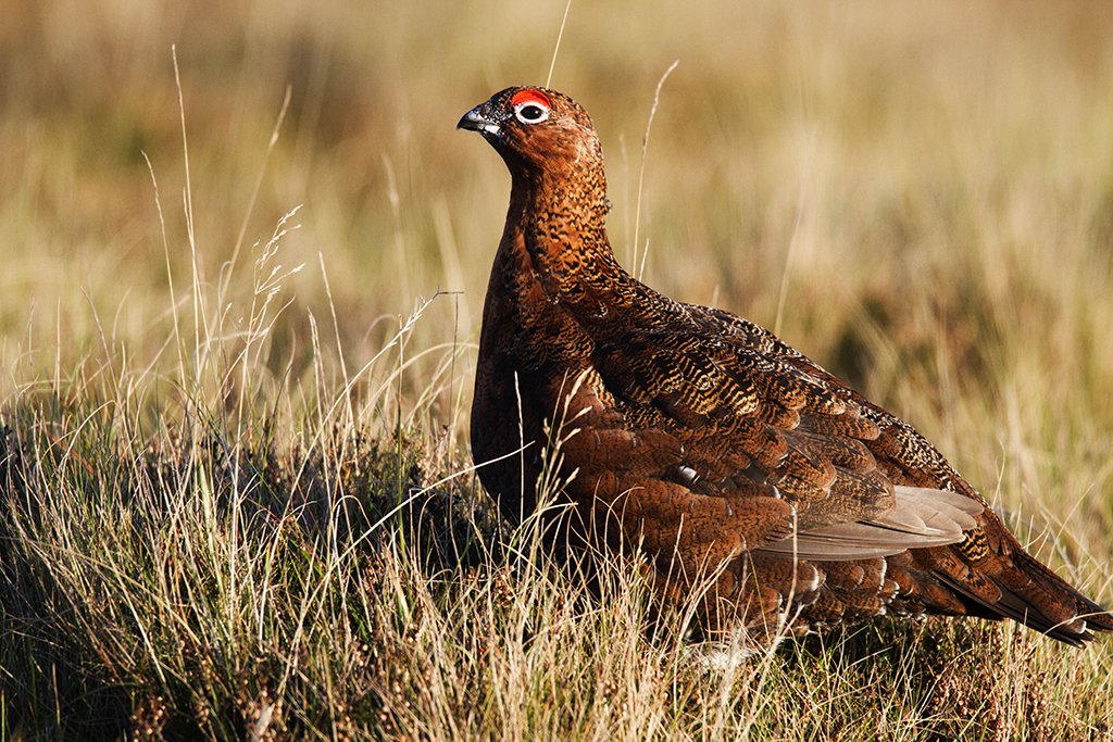 Red-Grouse.jpg