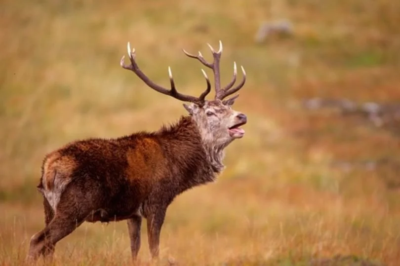 Red stag