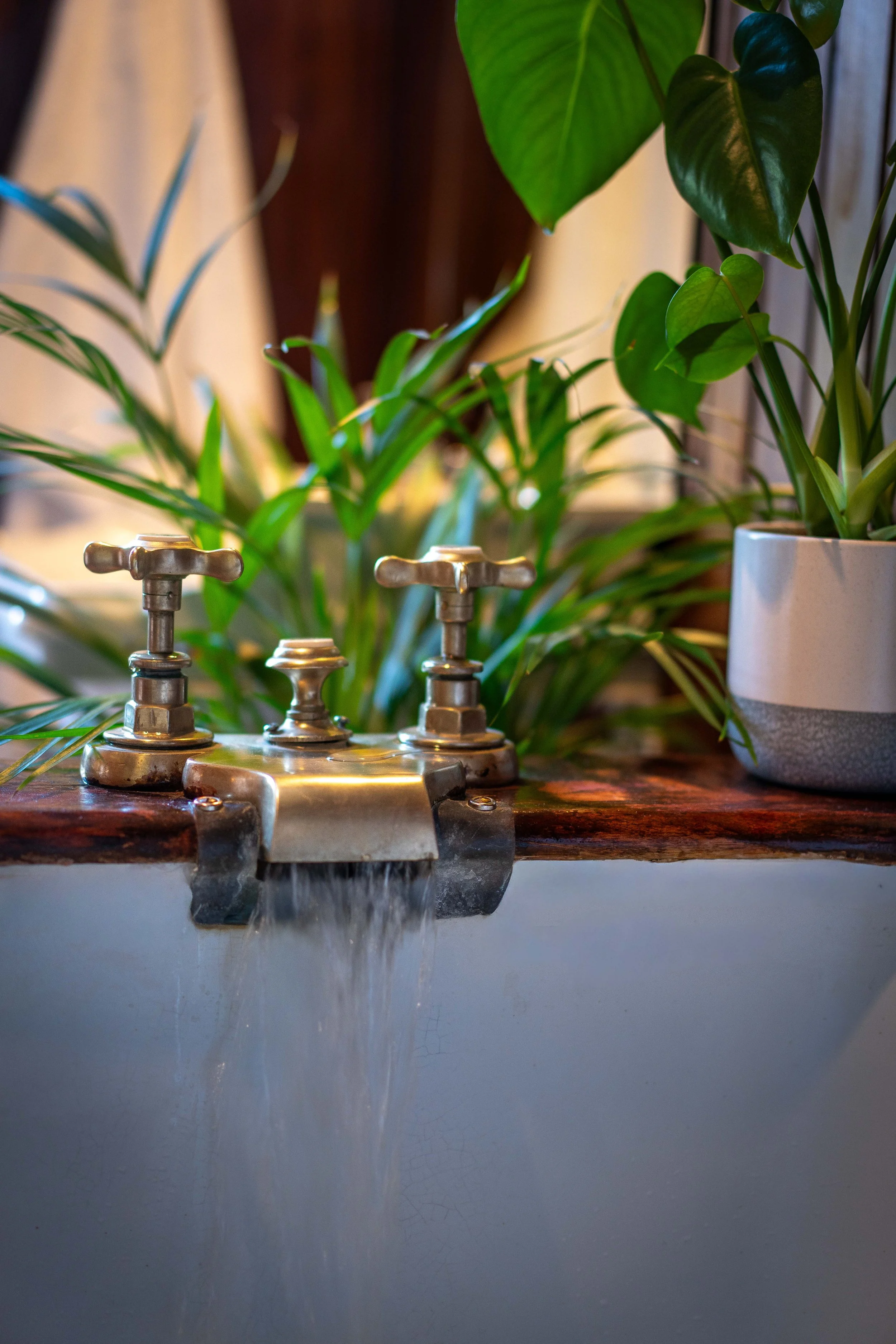 Close-up of a water fountain with water flowing, surrounded by green potted plants on a wooden surface indoors.