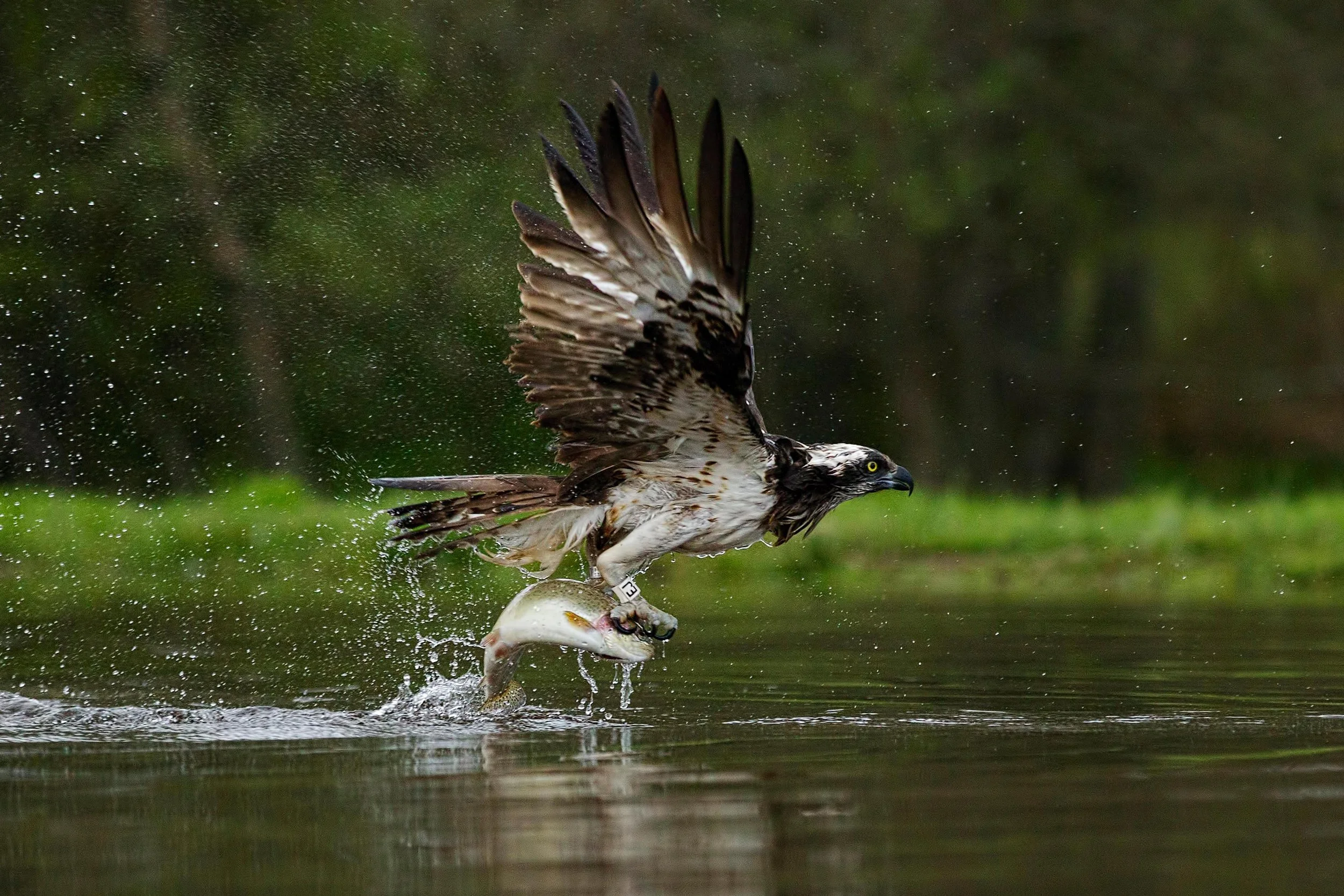 An osprey catching a fish from a body of water, with water droplets flying in the air.