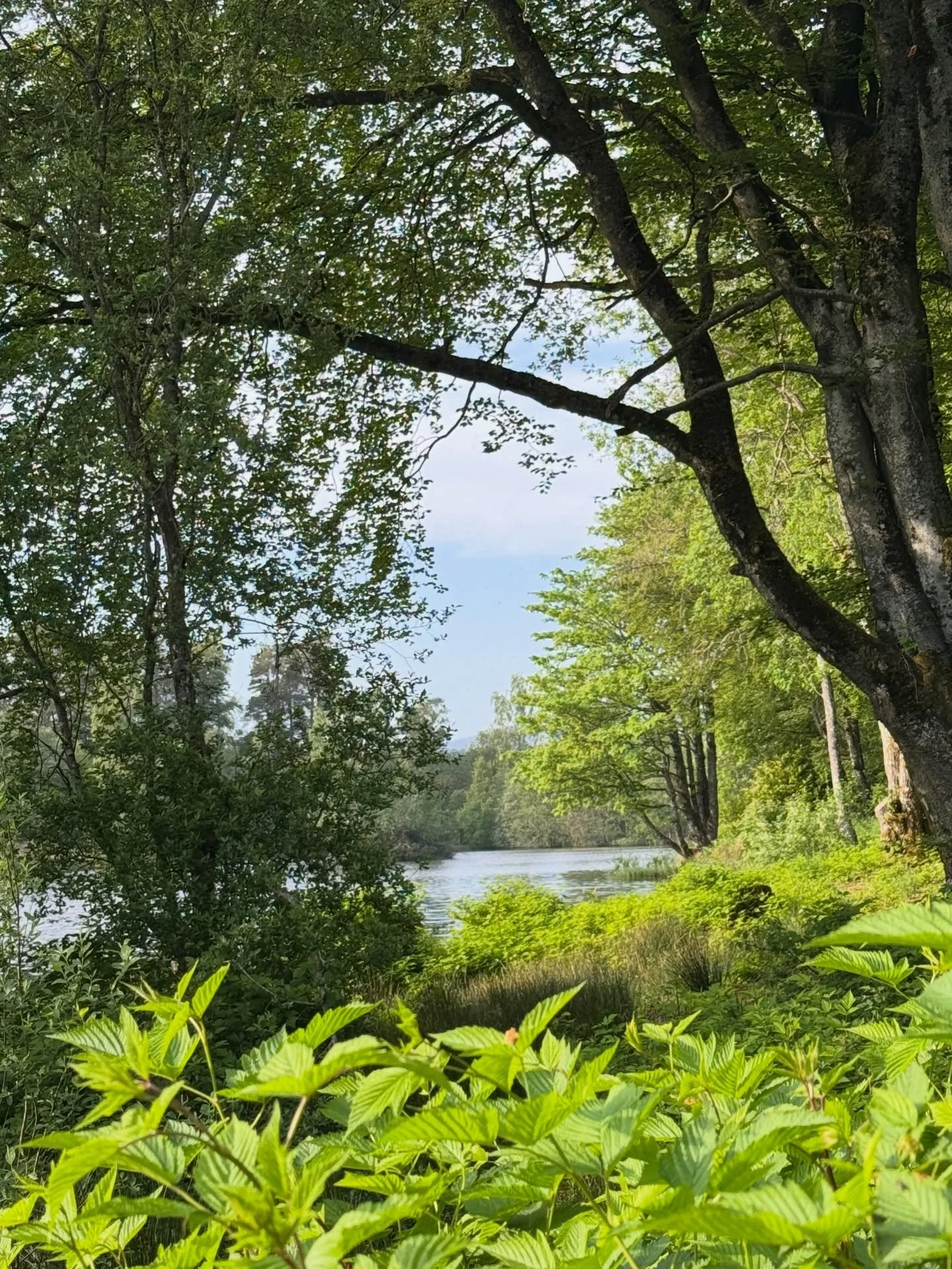 Wild swimming anyone? Yeah we have you covered at Persie House 😍😍😍
#wildswimming #loch #scotland