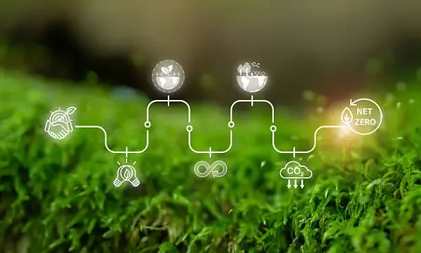 Infographic showing stages of a carbon cycle related to plant growth, including absorption of sunlight, photosynthesis, carbon fixation, and net zero carbon emissions.