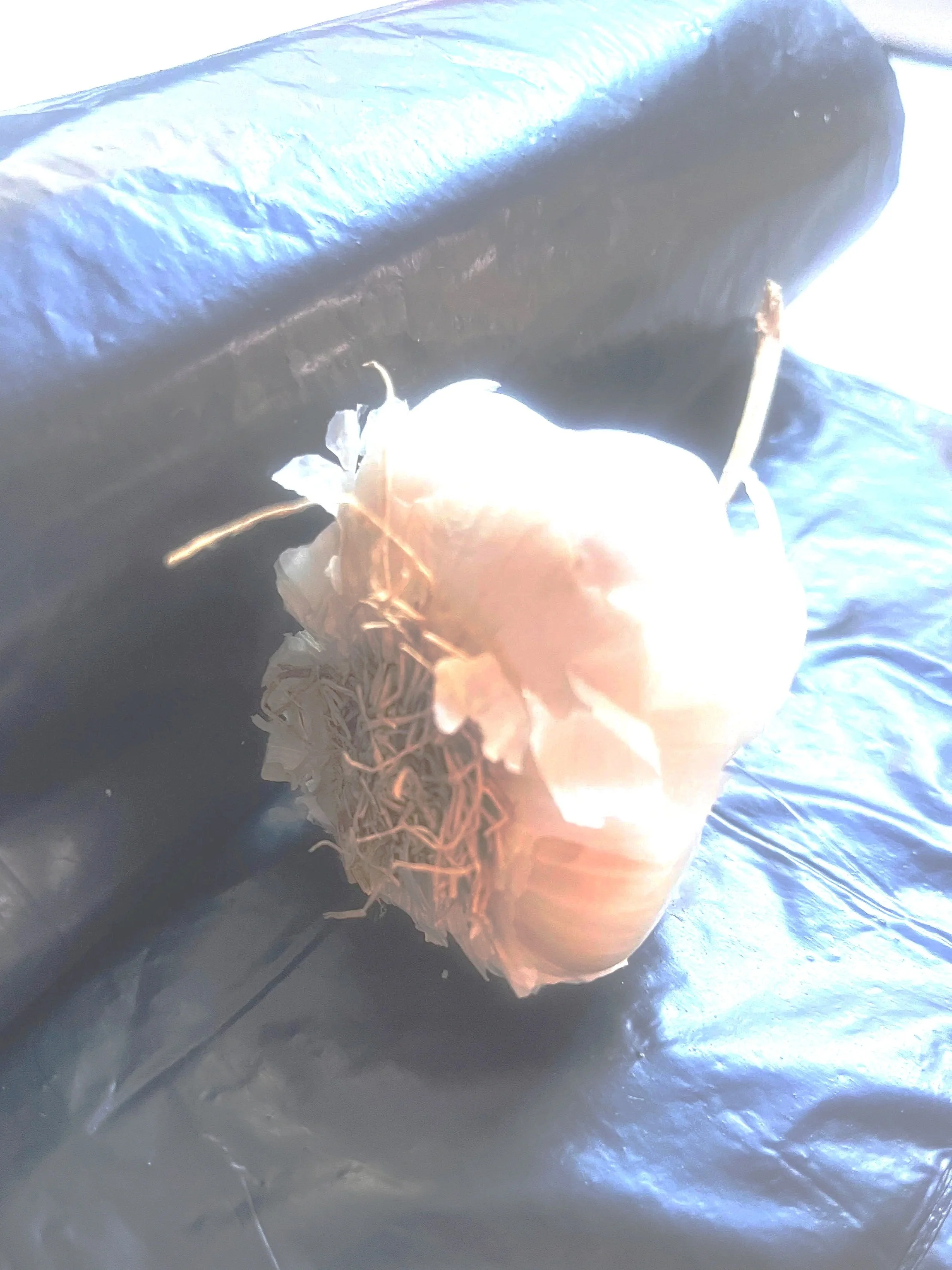 Garlic and bin-bags: the morning habit that quietly makes couples feel like roommates