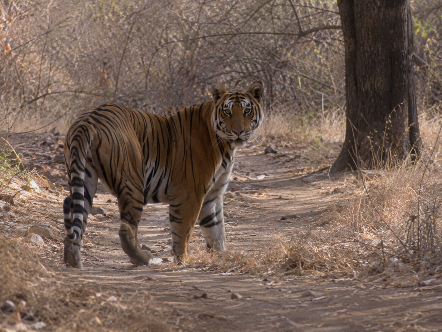 Where is the tiger? Fight, flight, freeze in relationships