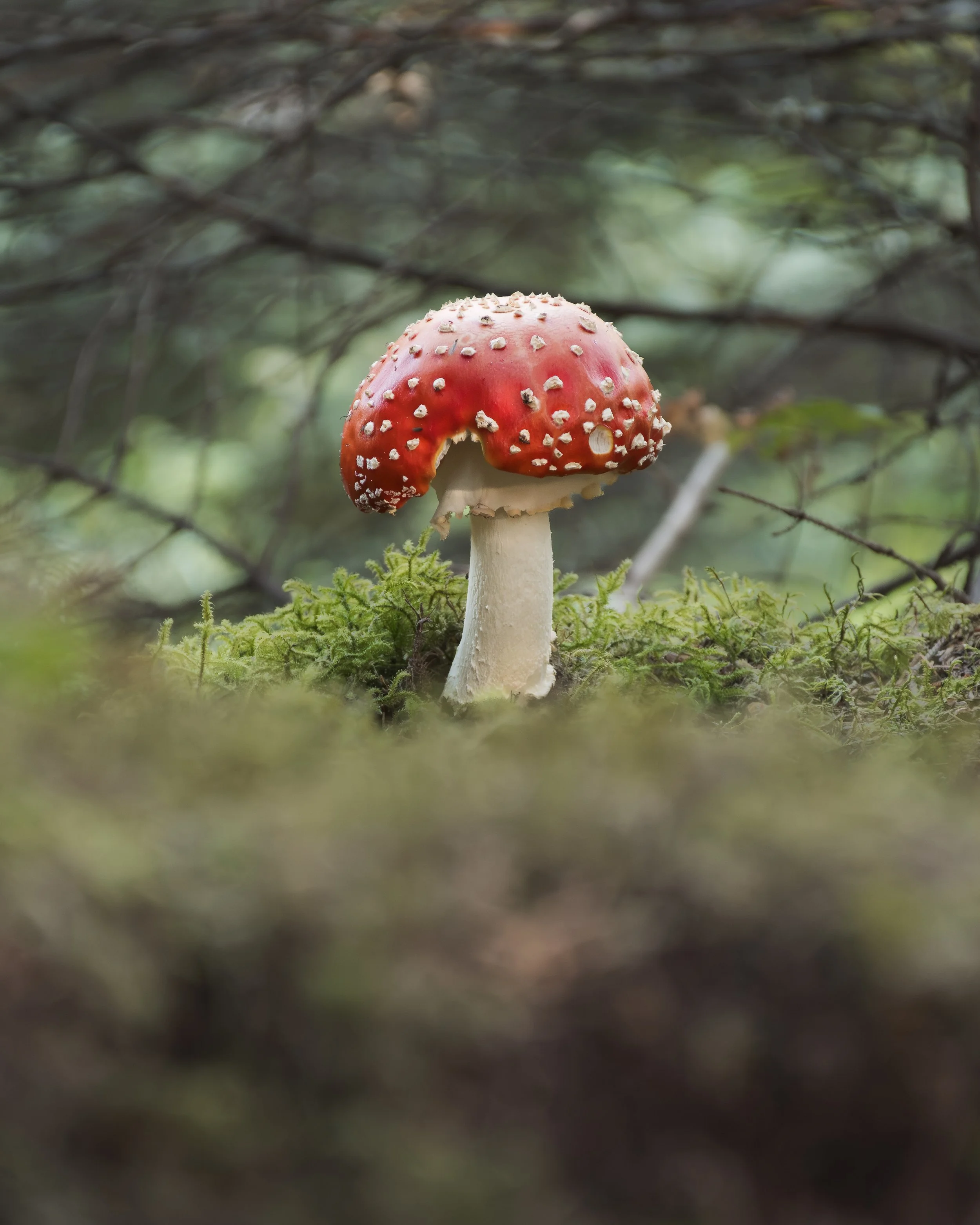 Deep red mushroom growing from the mossy forest floor