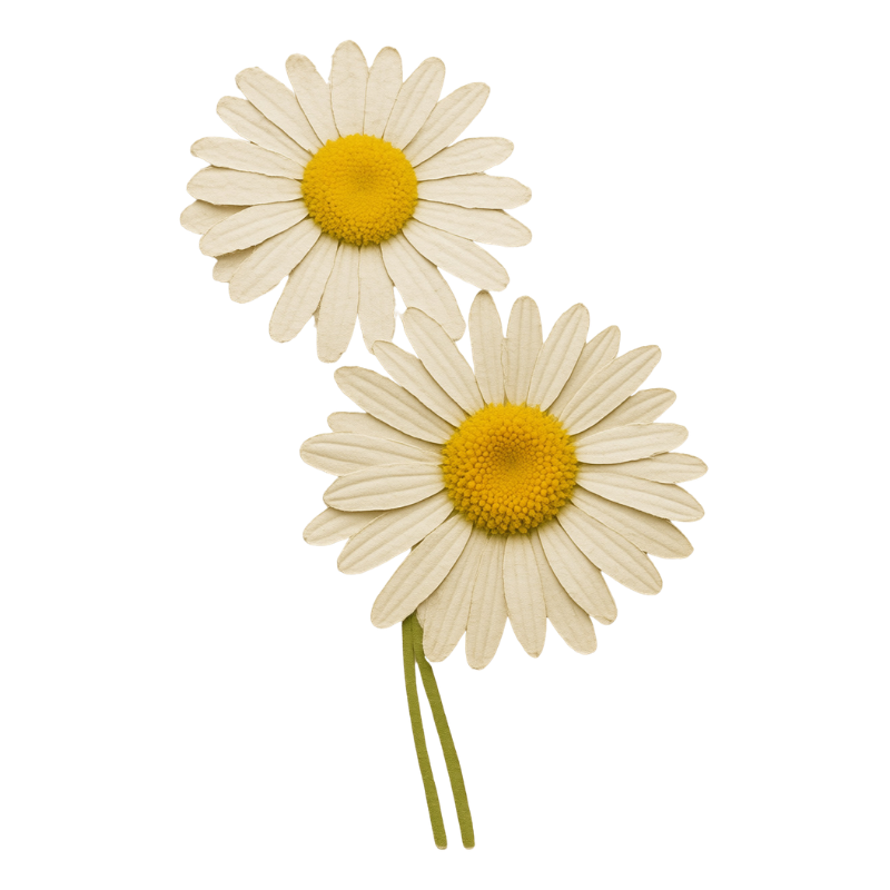Two daisies with white petals and yellow centers, with green stems attached.