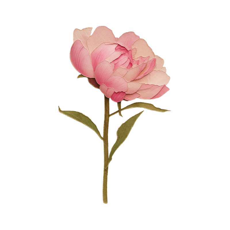A pink and cream-colored peony flower with green leaves on a stem.