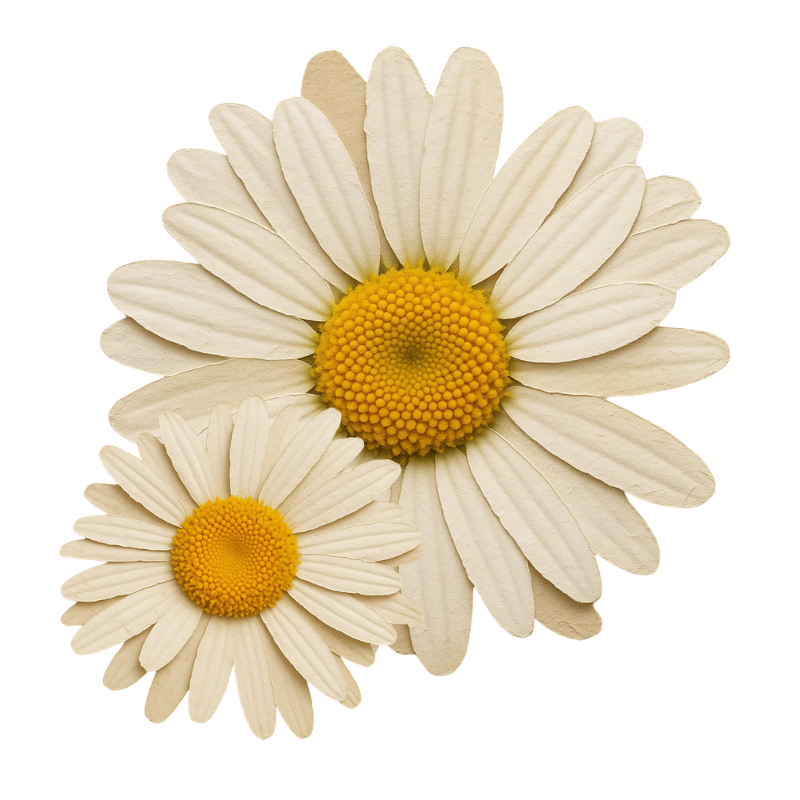 Two daisies with white petals and yellow centers.