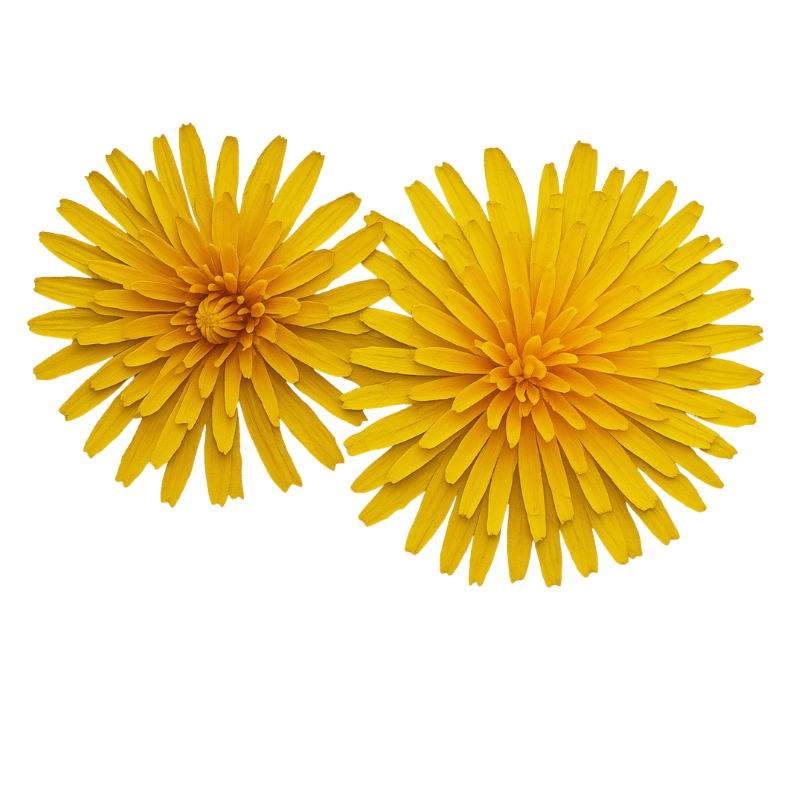 Two large yellow flowers with multiple petals on a black background.