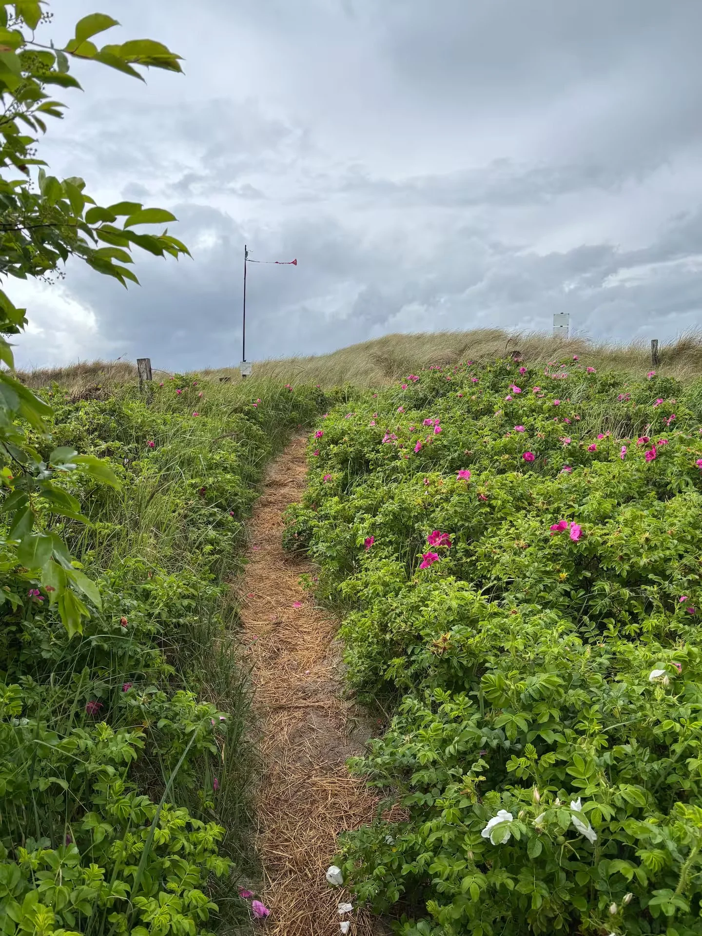 Ein schmaler Wanderweg durch ein Blumenfeld mit pinken und weißen Blumen, bei bewölktem Himmel, am Horizont sind Windmühlen und ein Windanzeiger zu sehen.