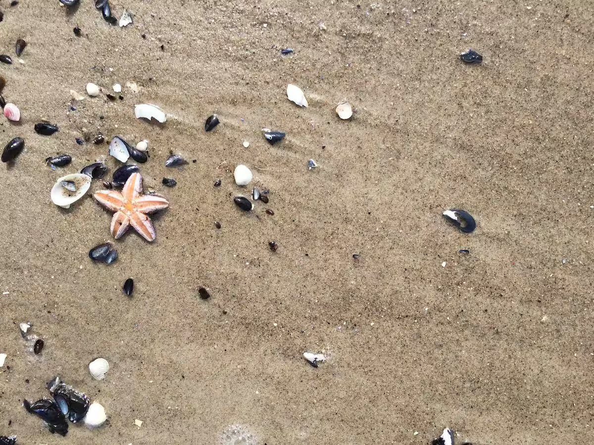 Sandstrand mit einer verstreuten Muschel, einem kleinen Seestern und Muschelschalen.
