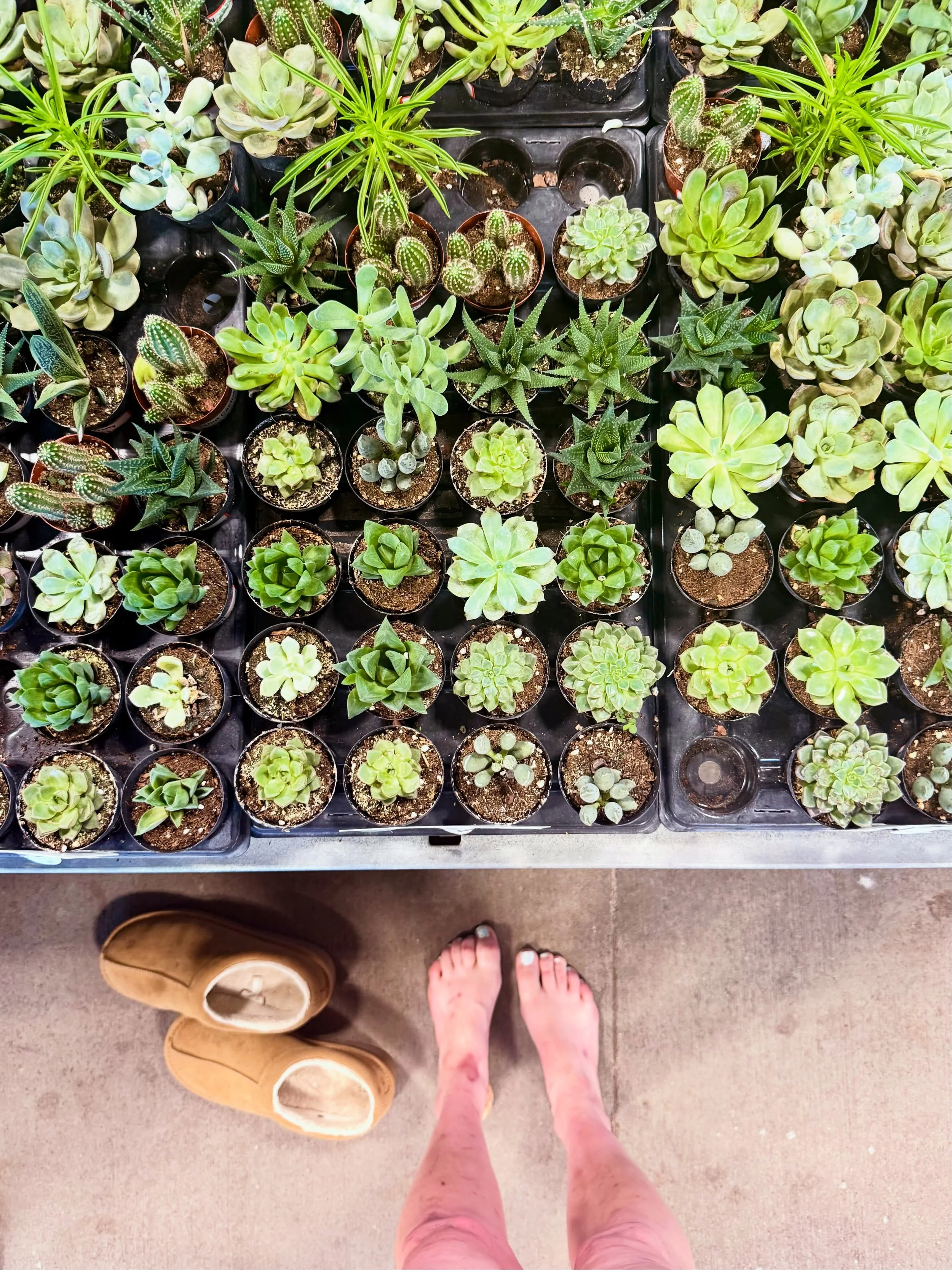 Being&rsquo; a lil barefoot hippie in the garden section today 🪴 moved this weekend and now my new place has three leafy friends. Apartments should look like jungles&mdash;try to prove me wrong.

#barefoot #barefeet #feet #soles #toes
